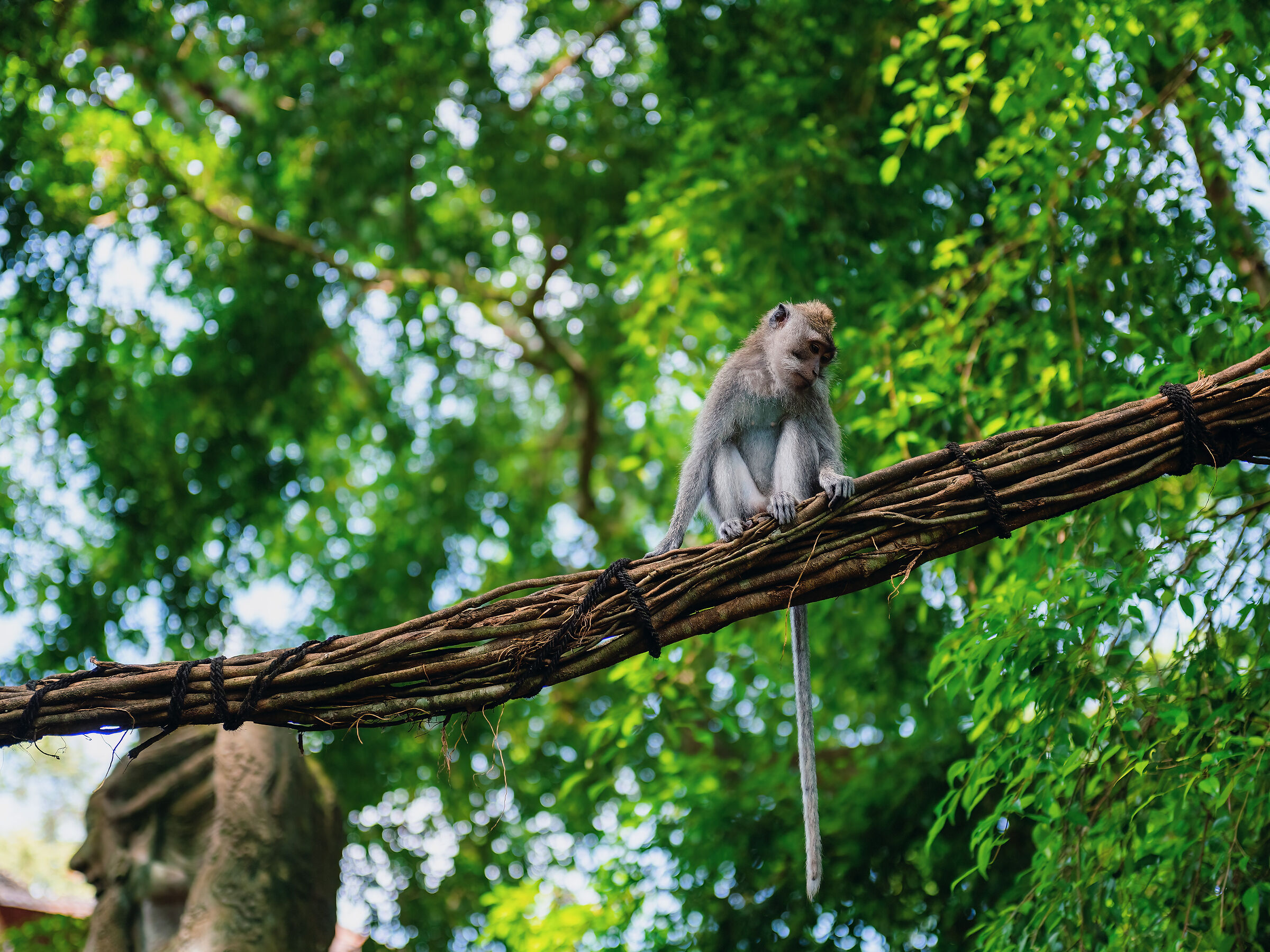 Monkey Forest (Ubud)