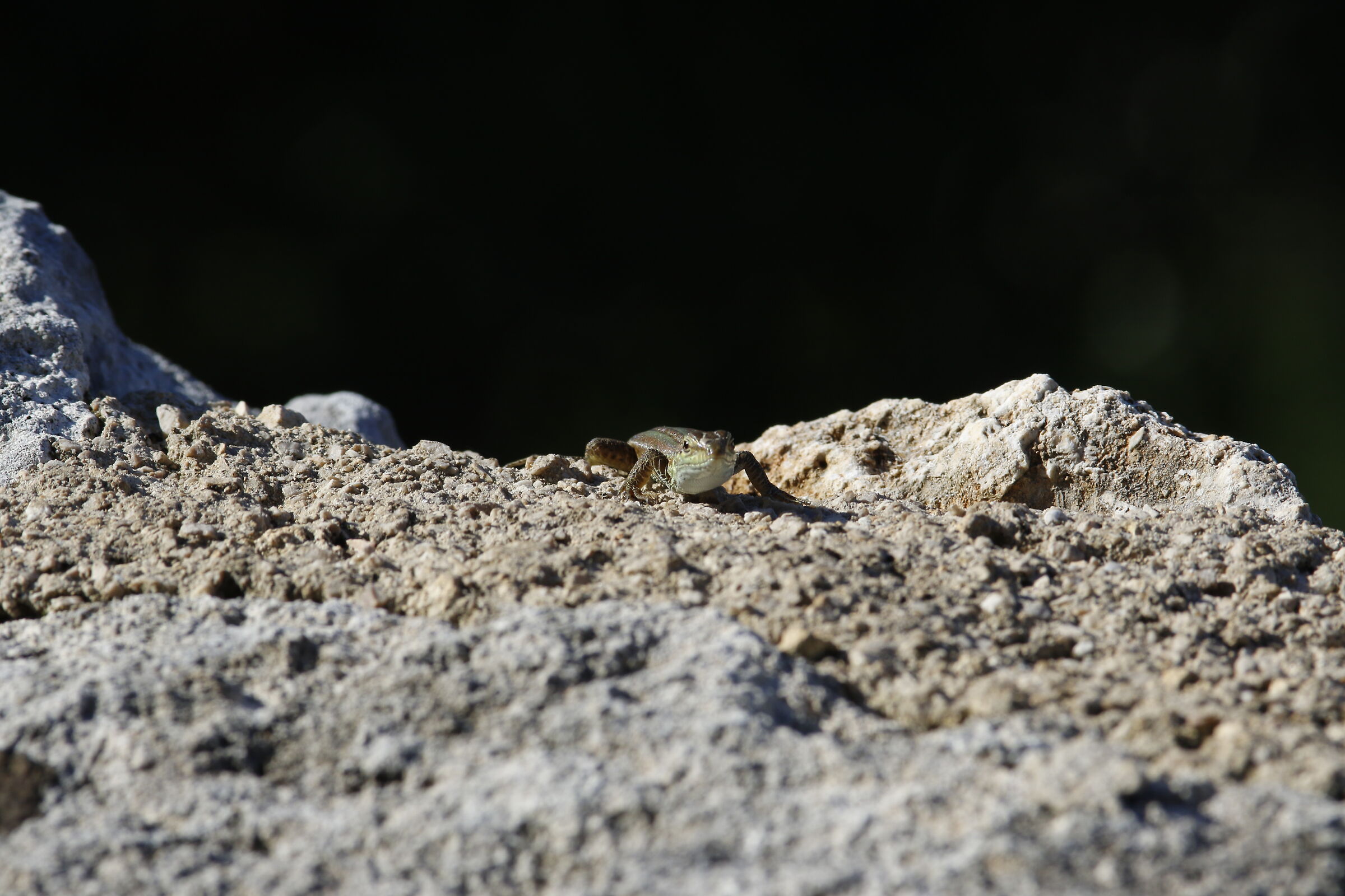 Canon 7d II / 200, 2.8 L II