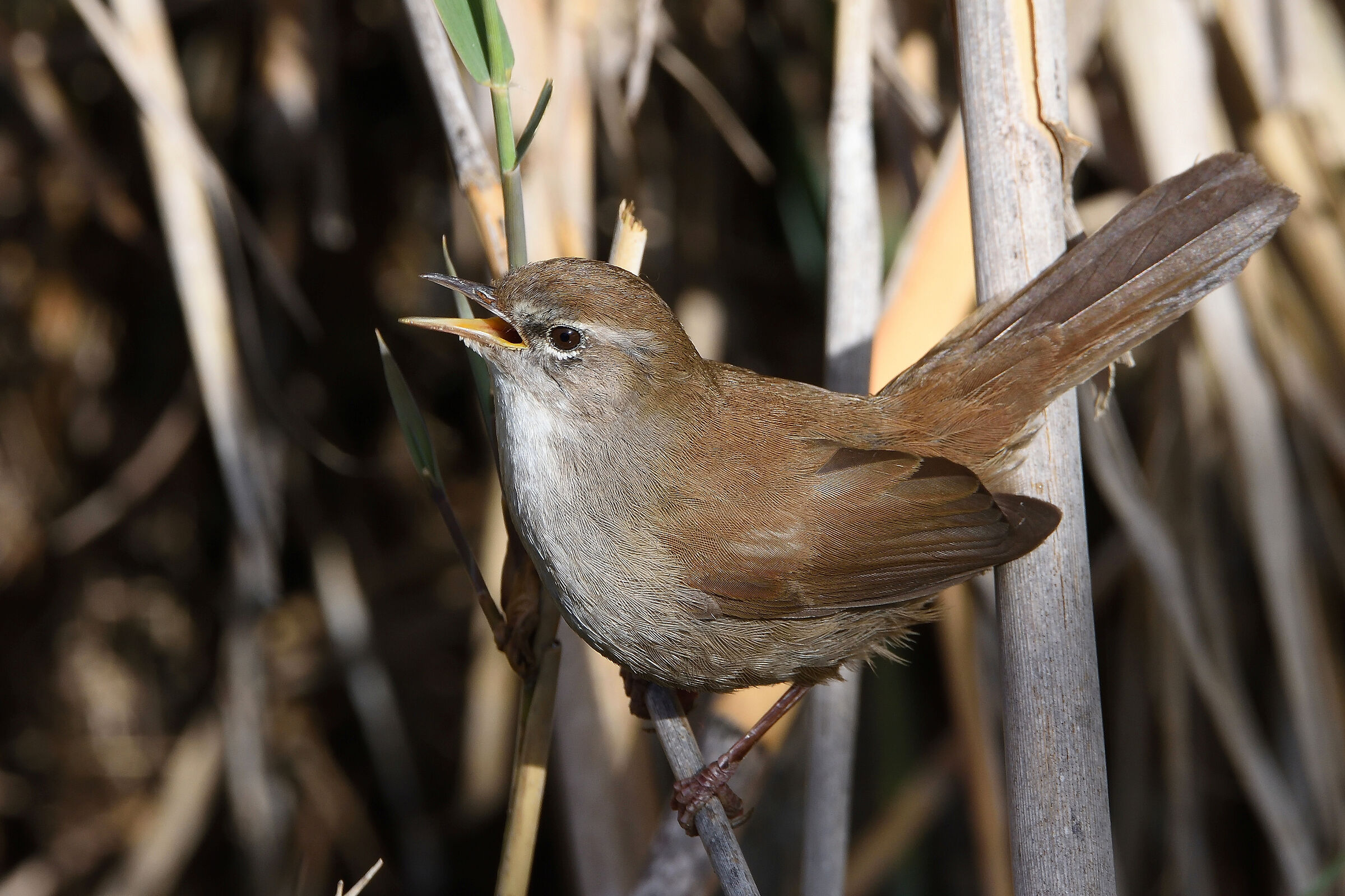 River nightingale