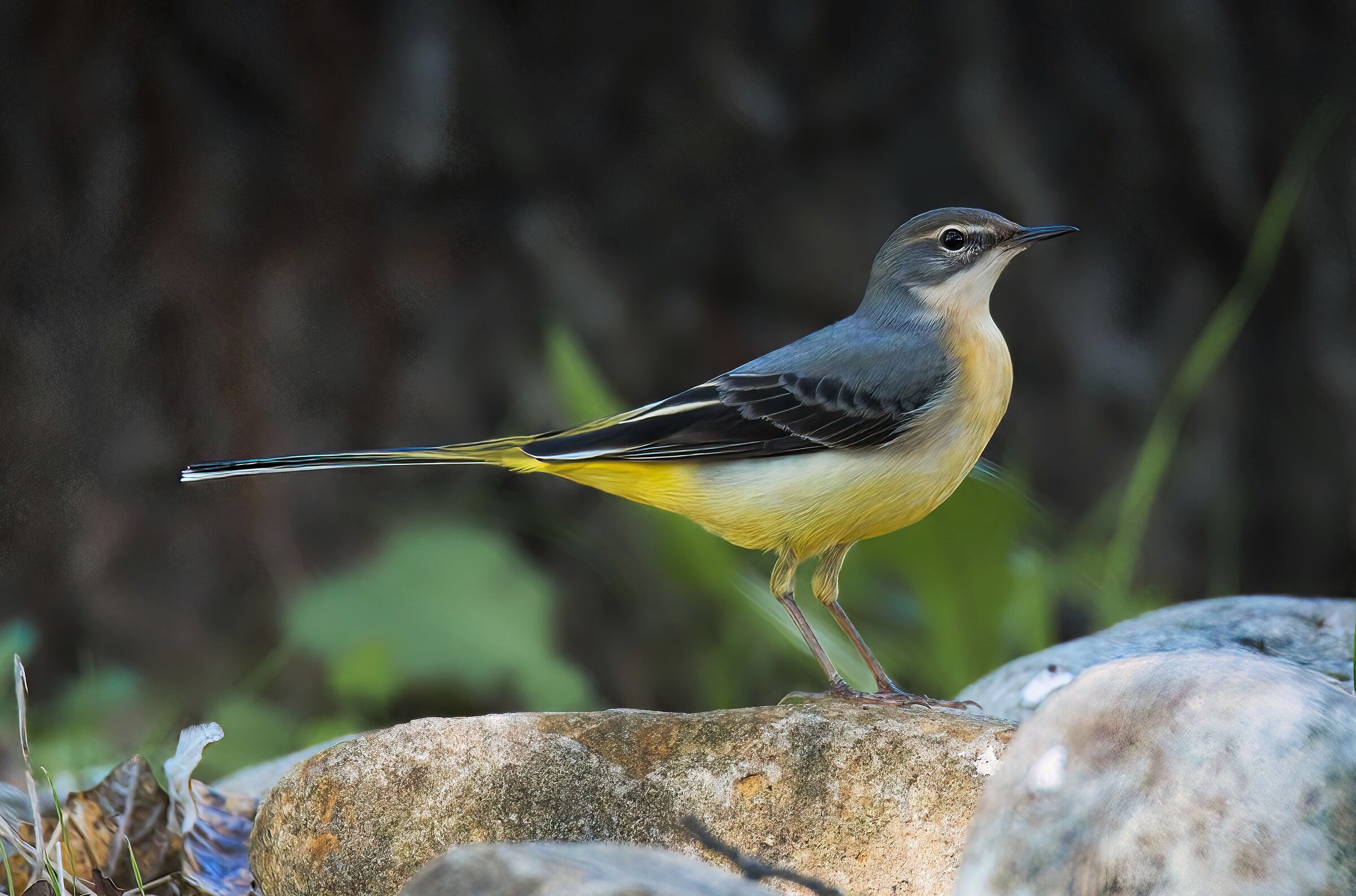 Ballerina gialla in posa da foto segnaletica.