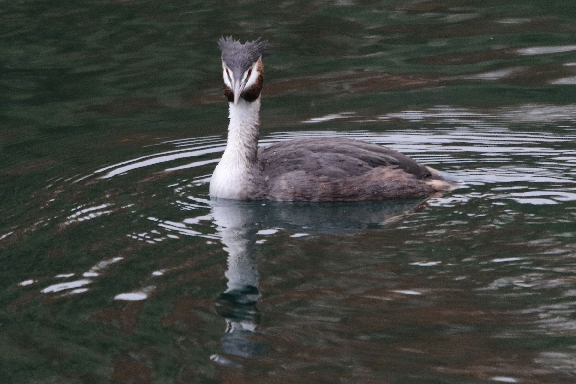 grebe