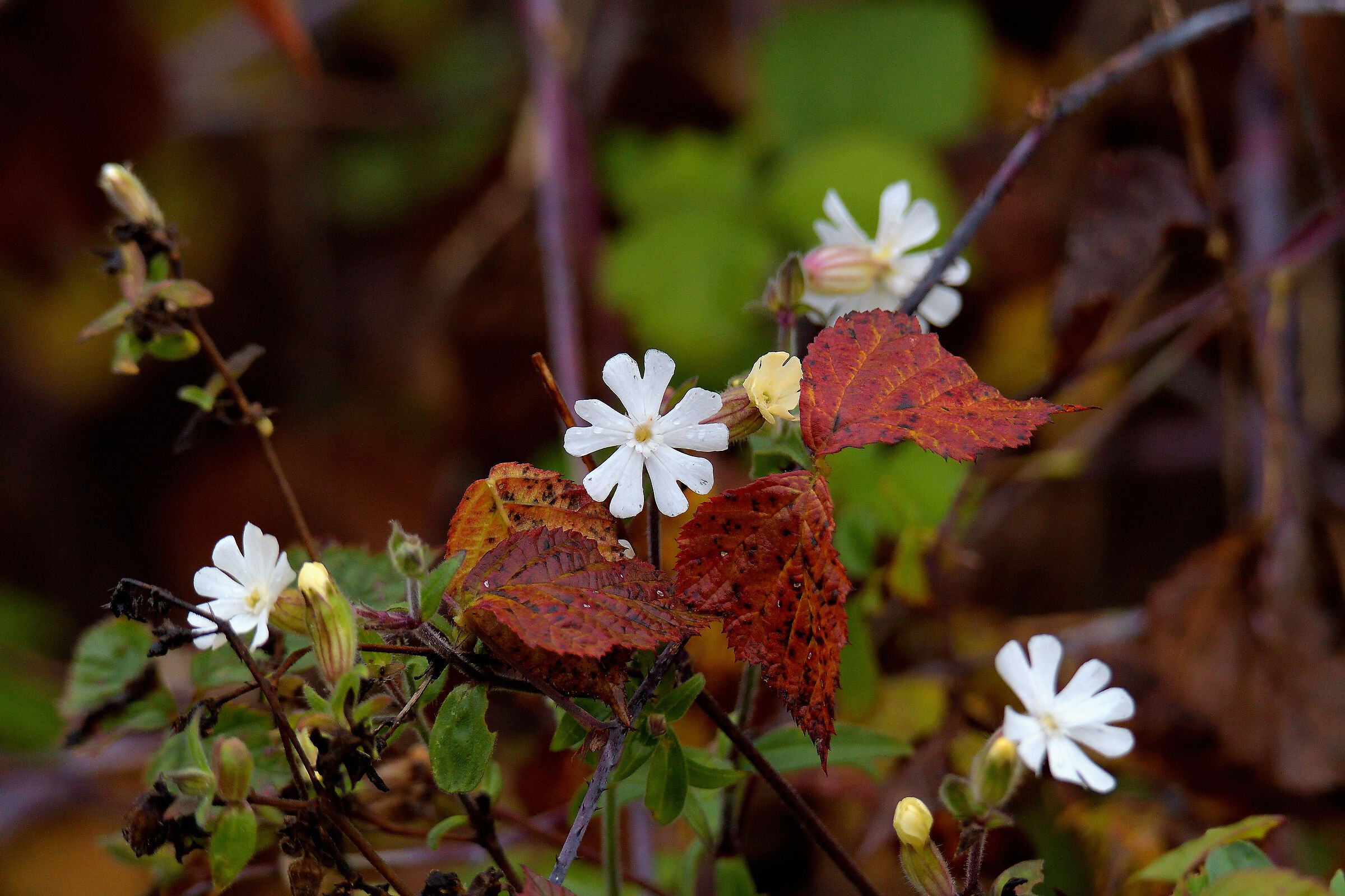 colors at the lipu oasis