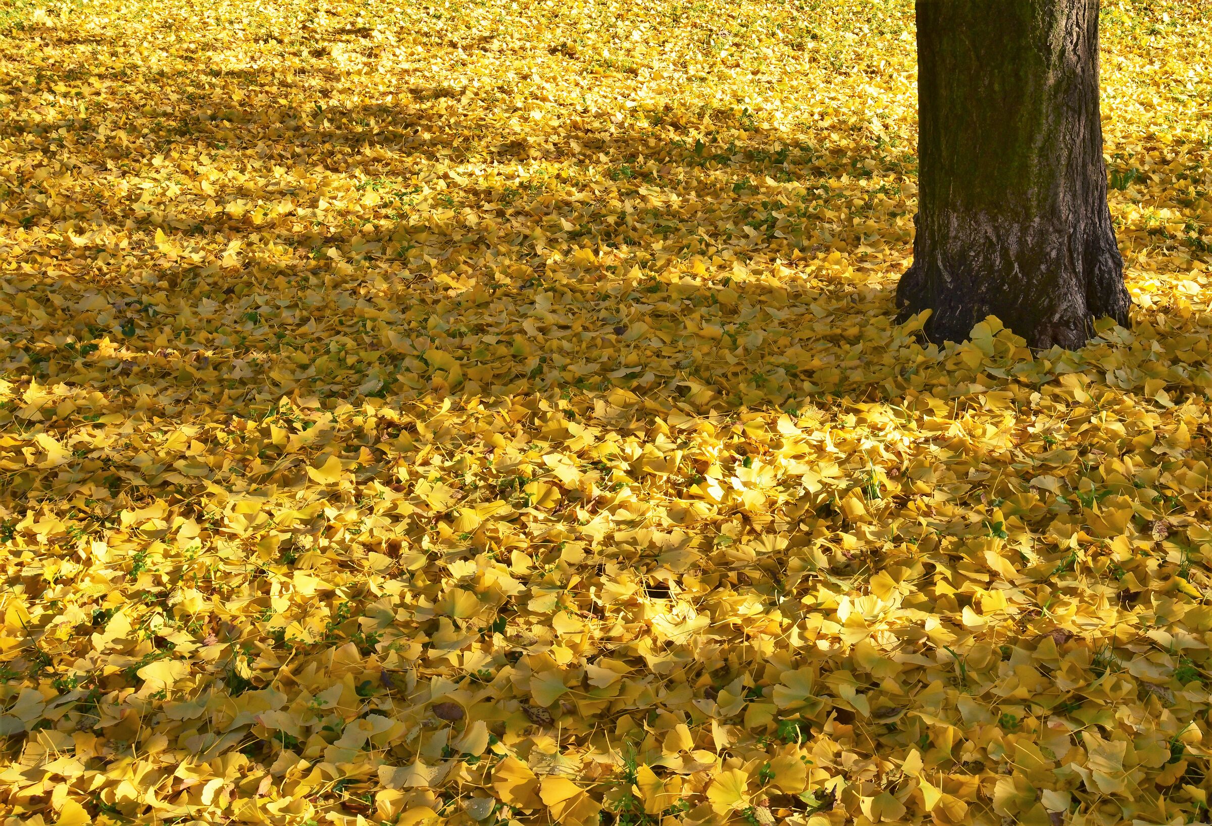 yellow carpet