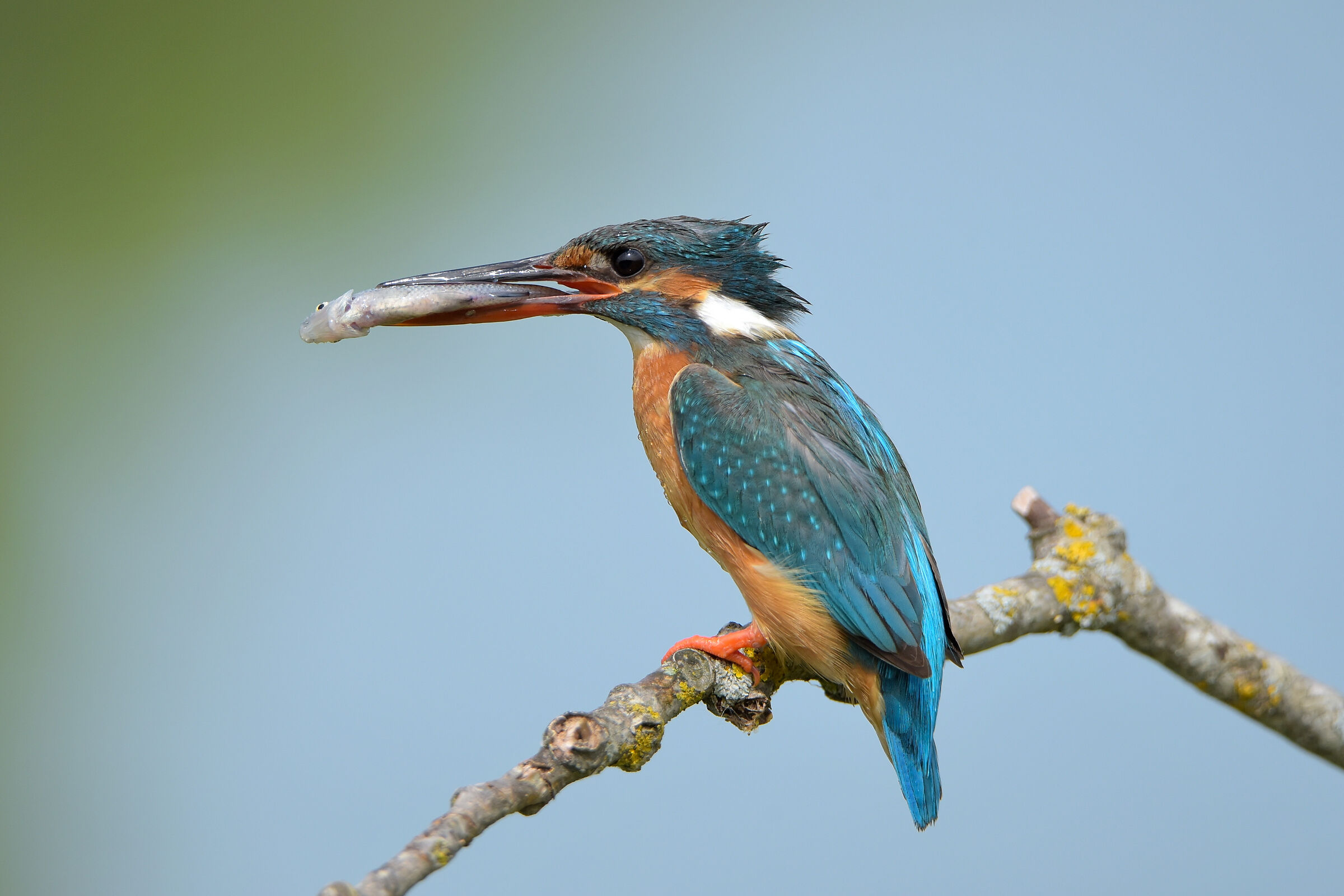 Kingfisher with fish
