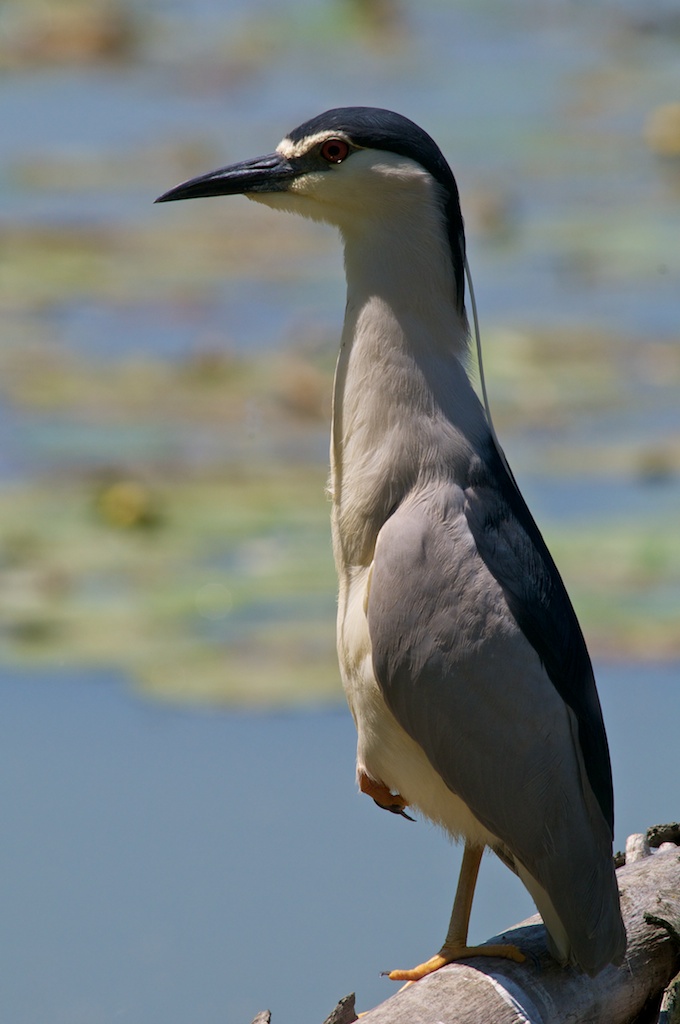 Night Heron