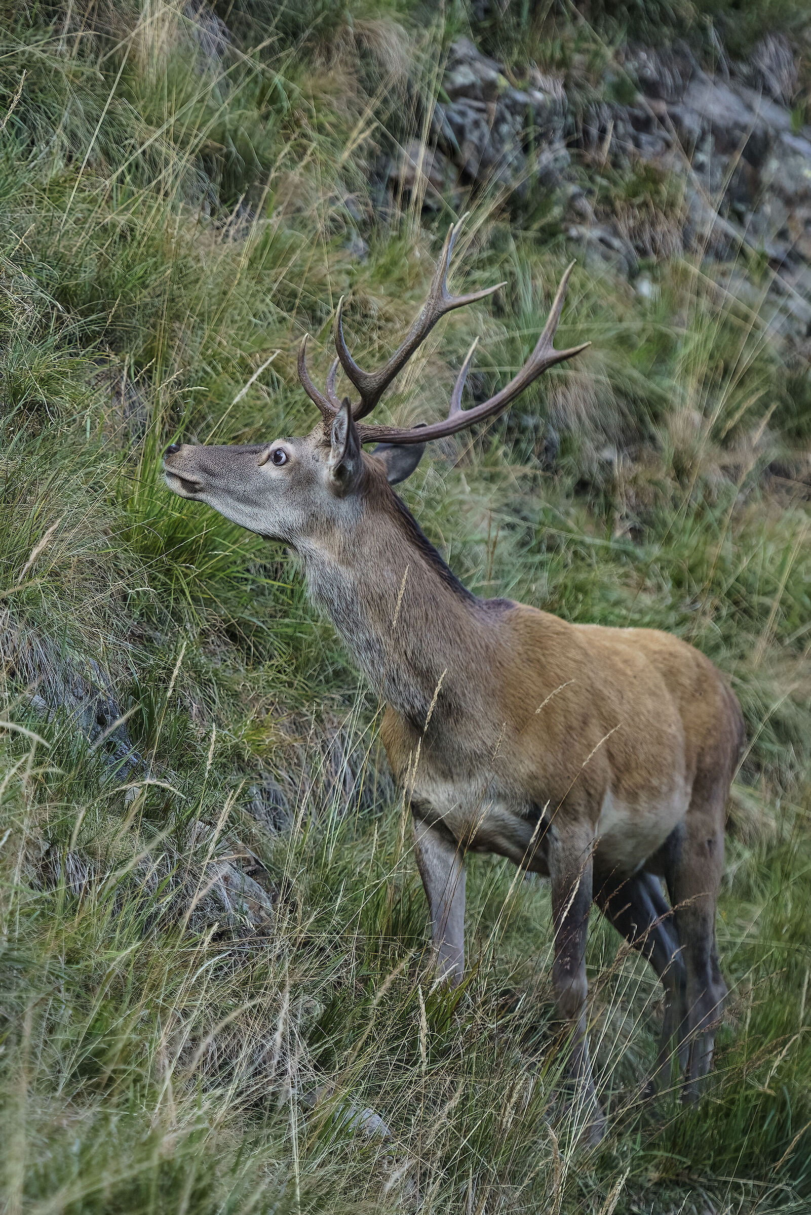 Deer , who knows what he saw