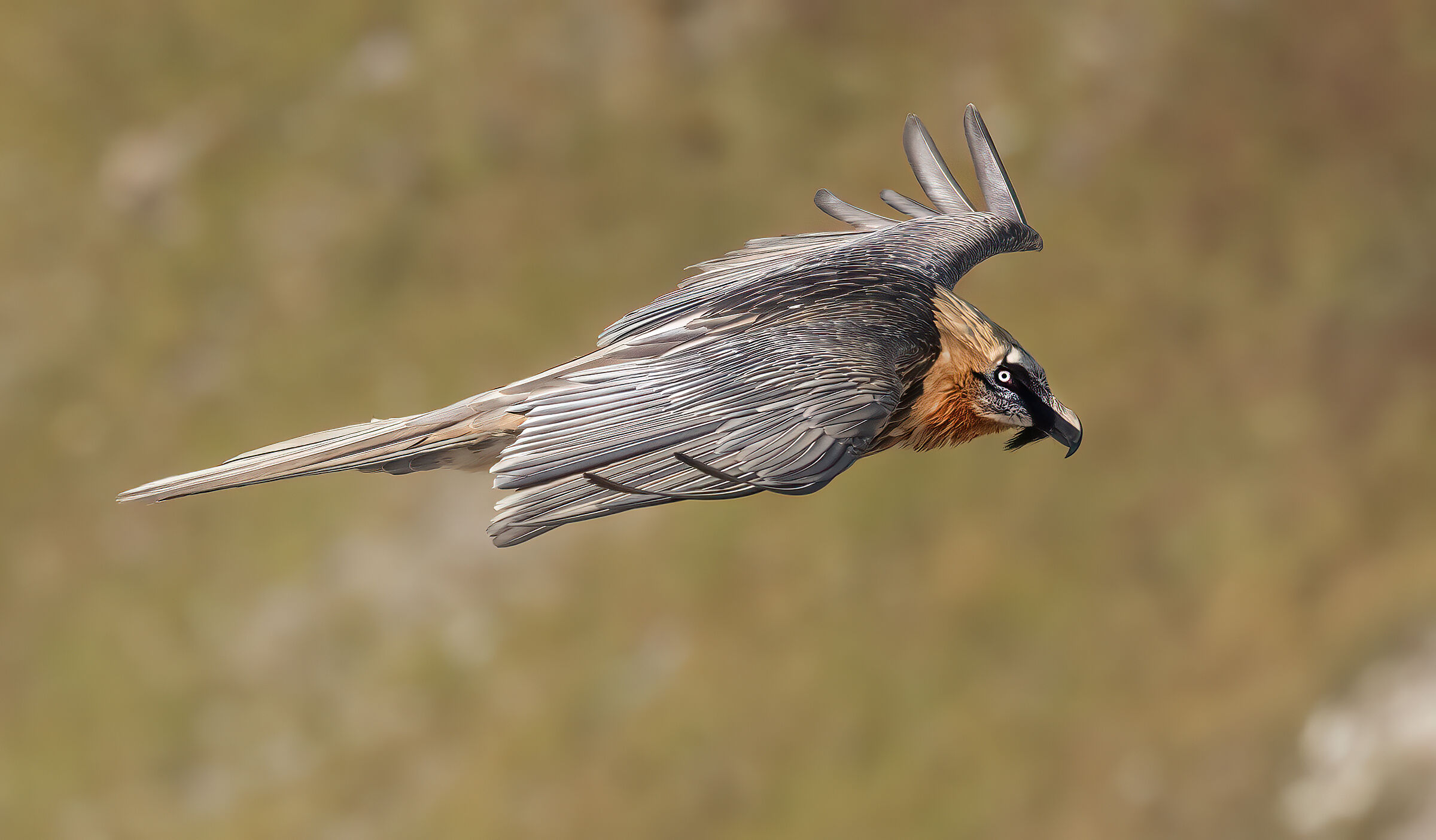Bearded Vulture2021
