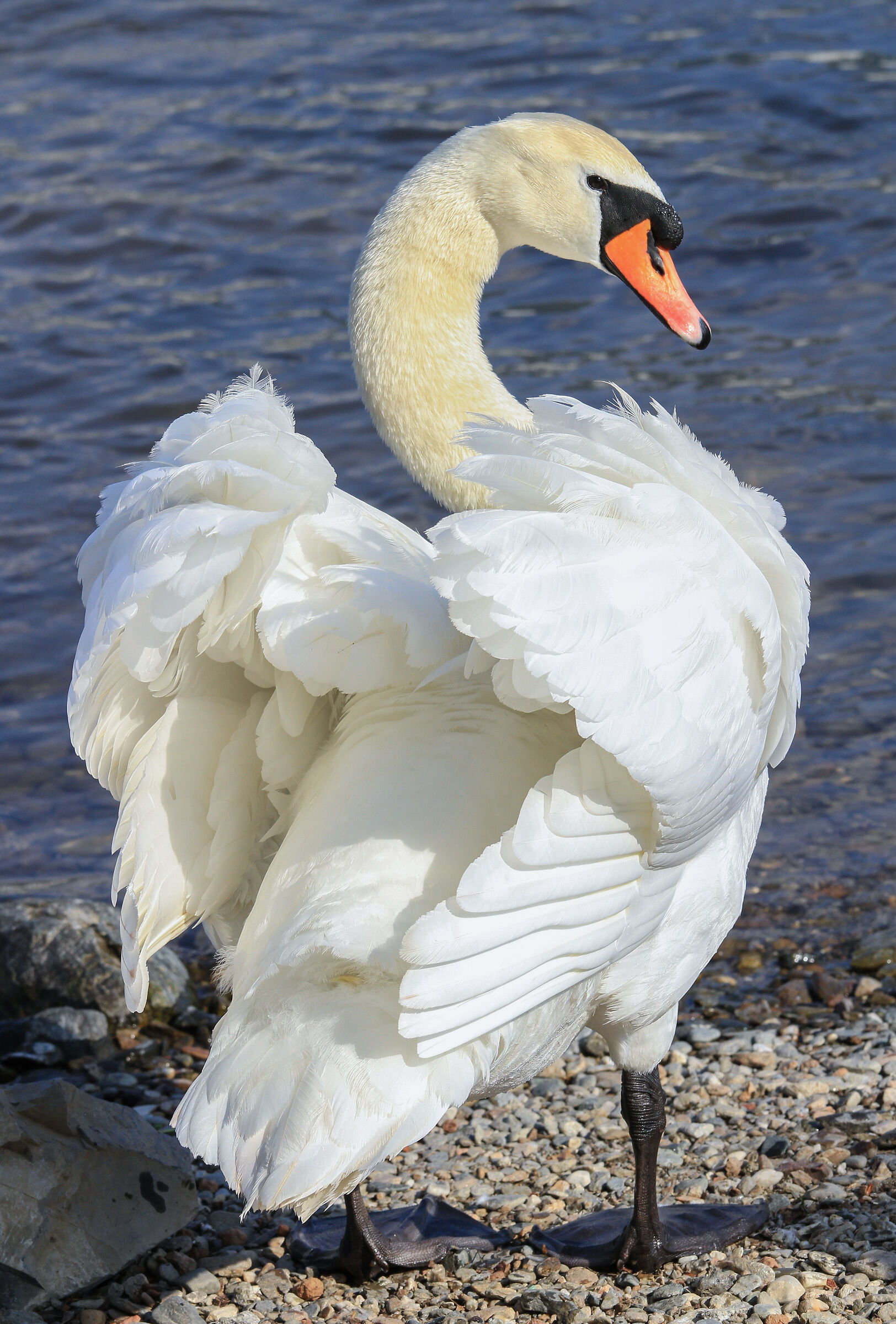 Pronto per andare in passerella