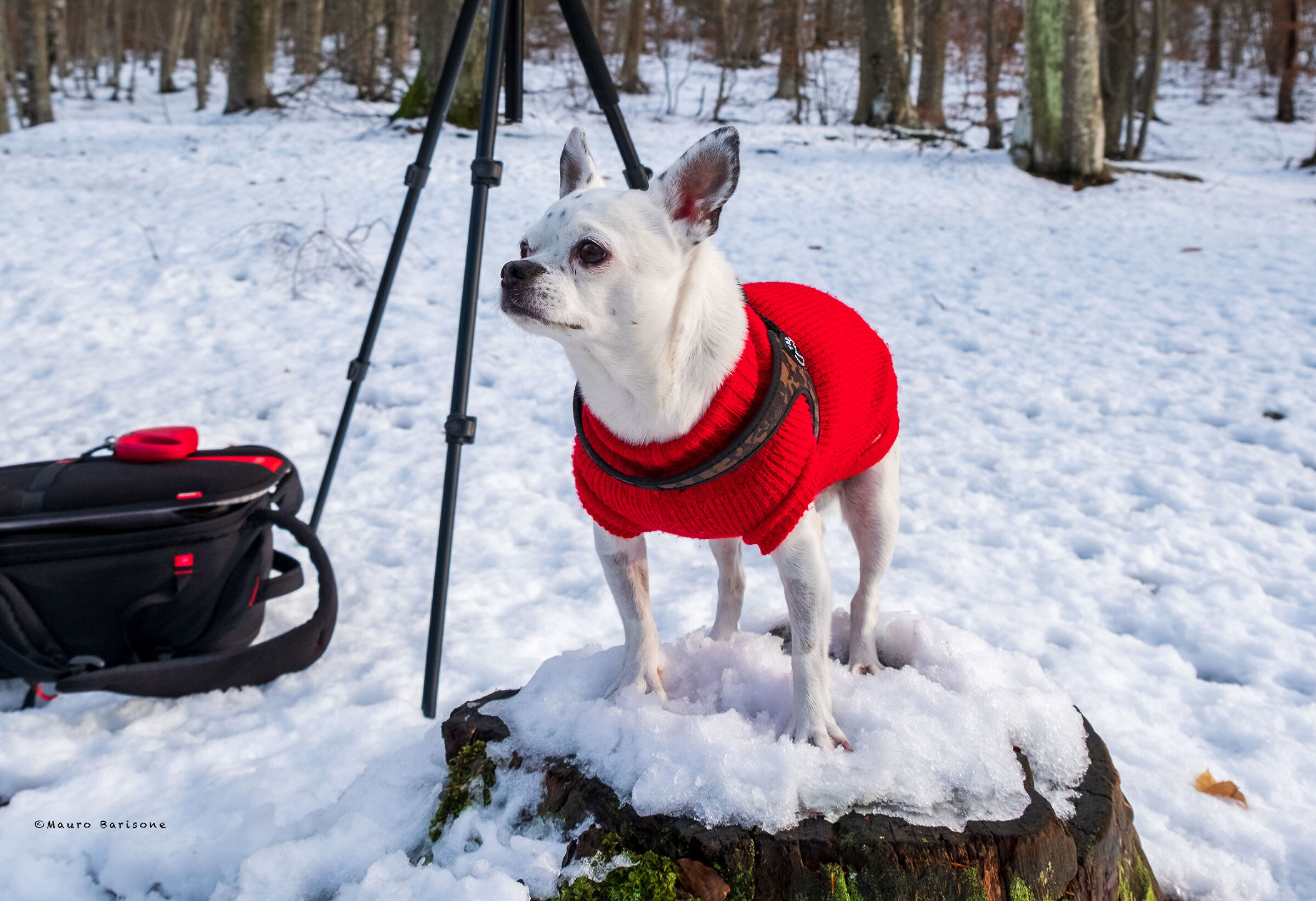 Cocò on the Snow