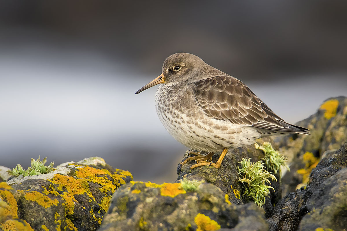 Sandpiper viola