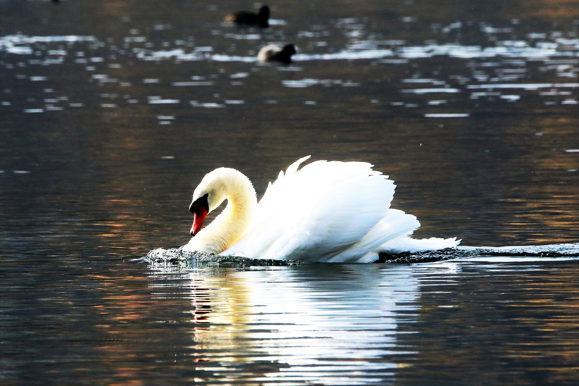 swan