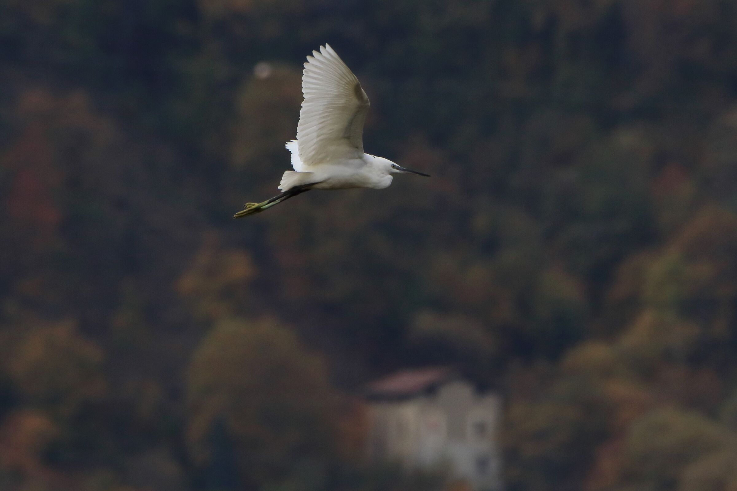 egret