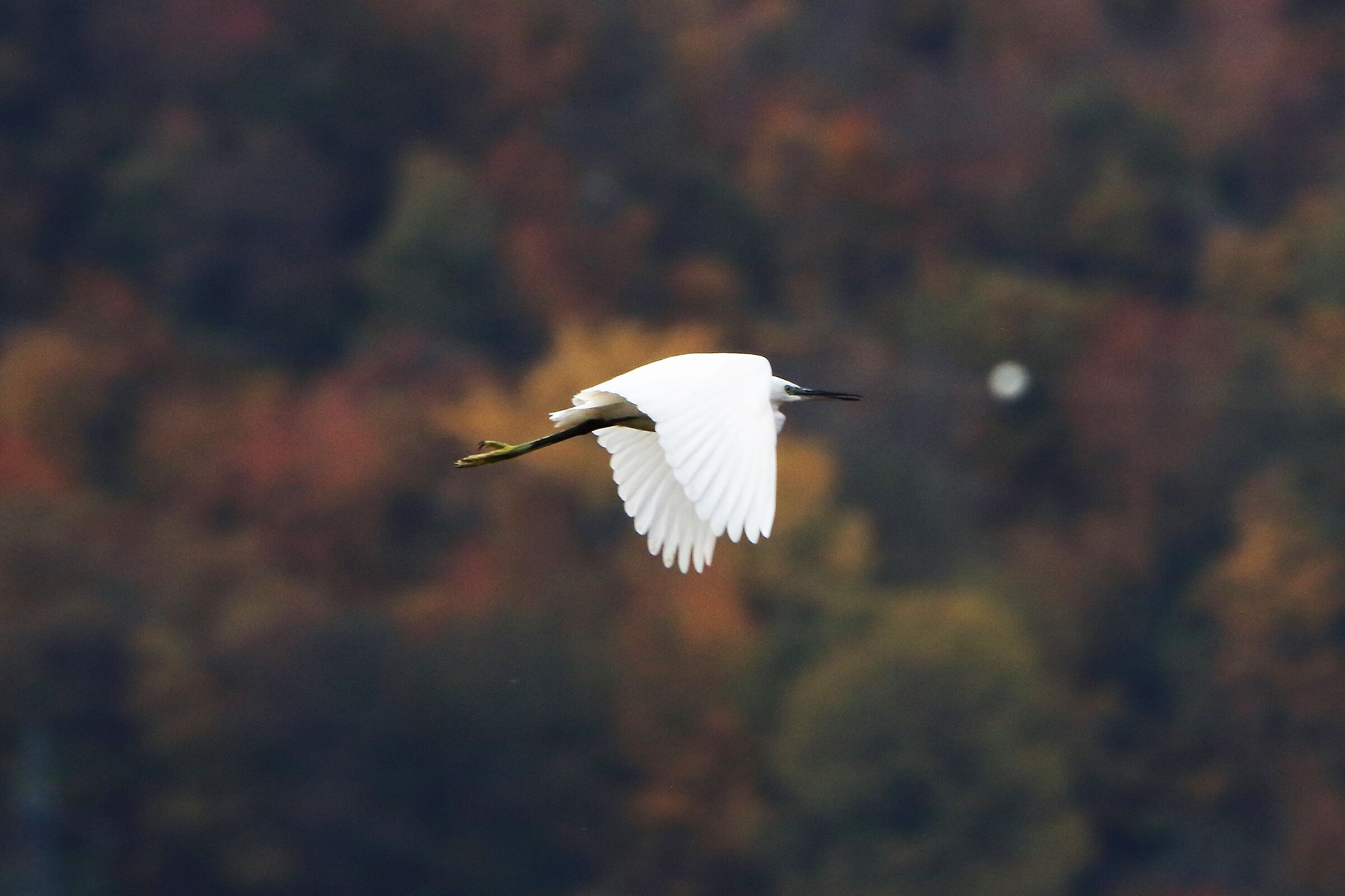 egret