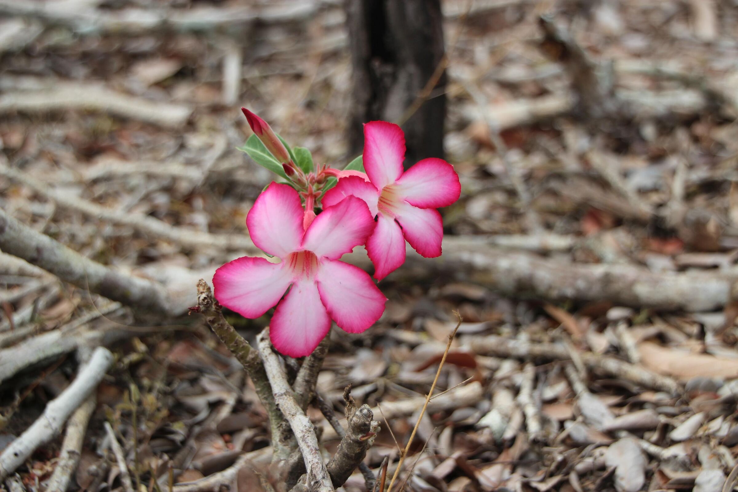 Out of nowhere ... a flower