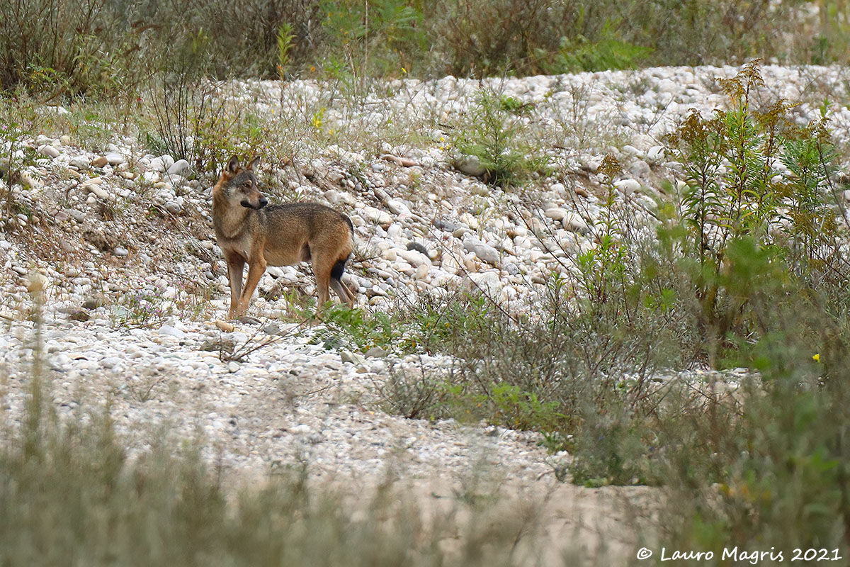 Those who love me follow me