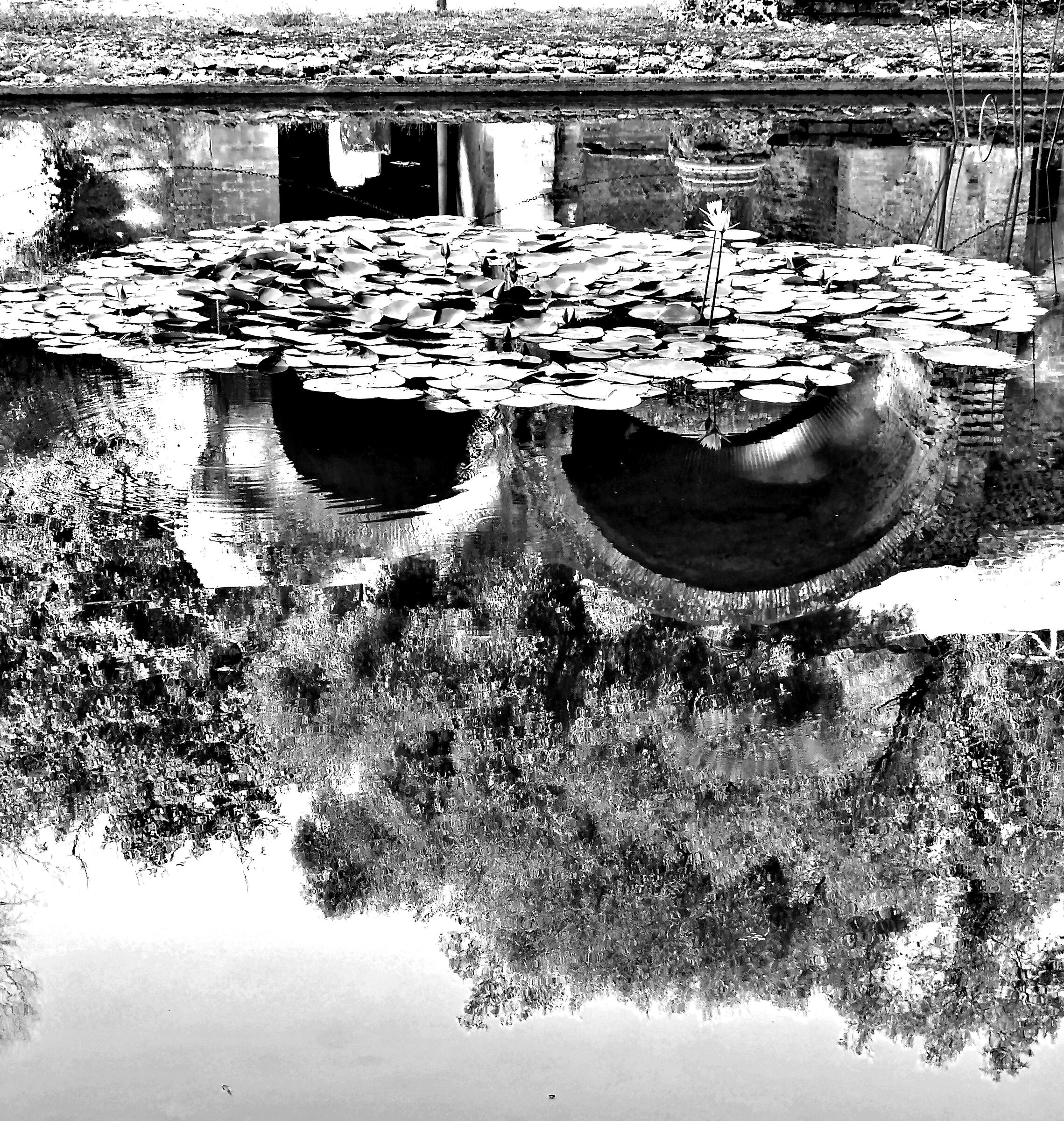 Ninfee a Villa Adriana Tivoli