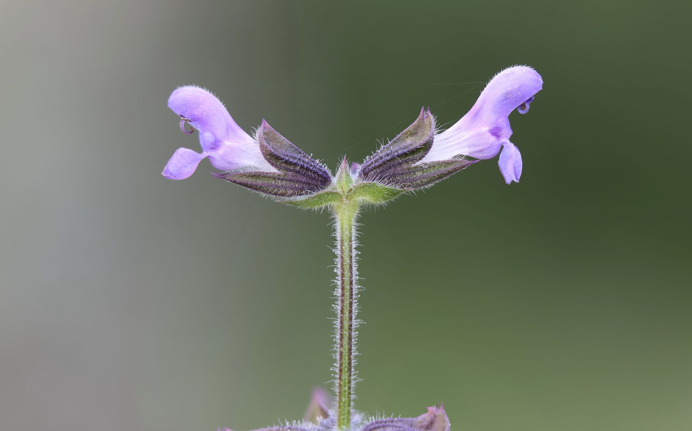 Salvia