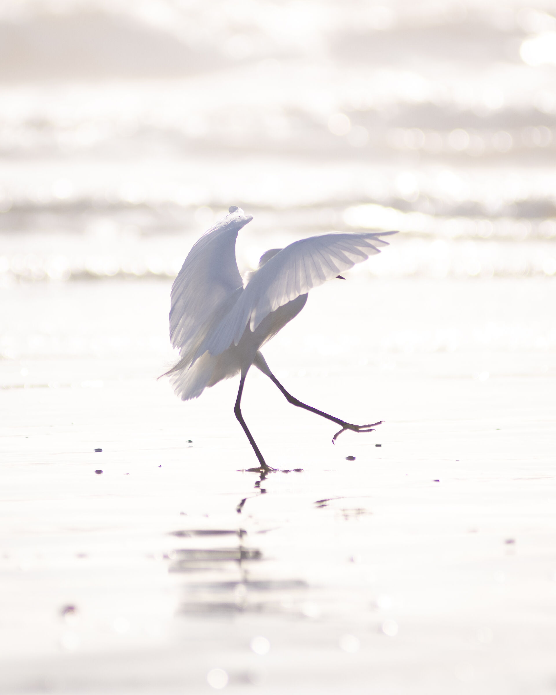 A dancing egret