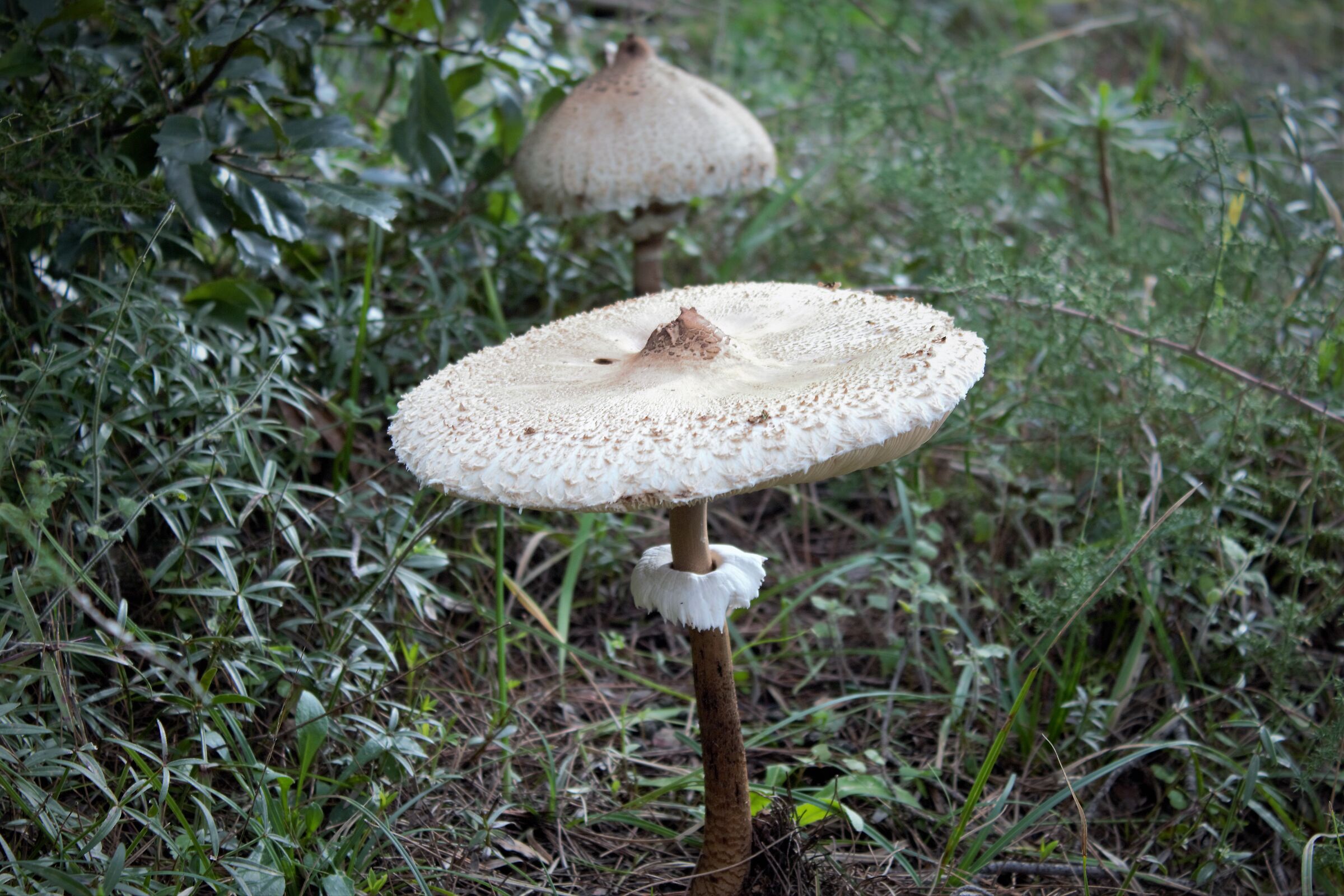 MUSHROOMS IN THE WOODS