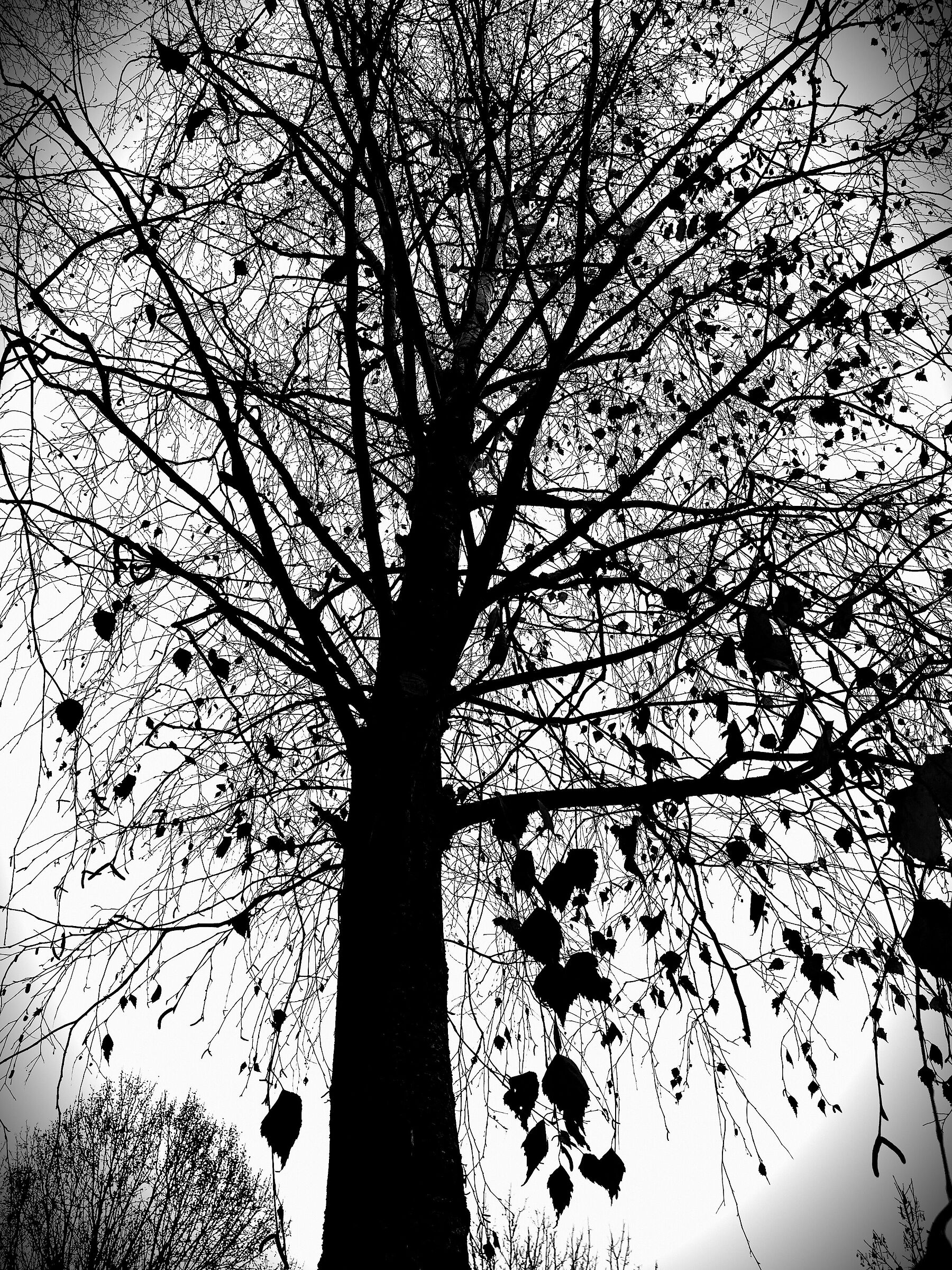 le ultime foglie