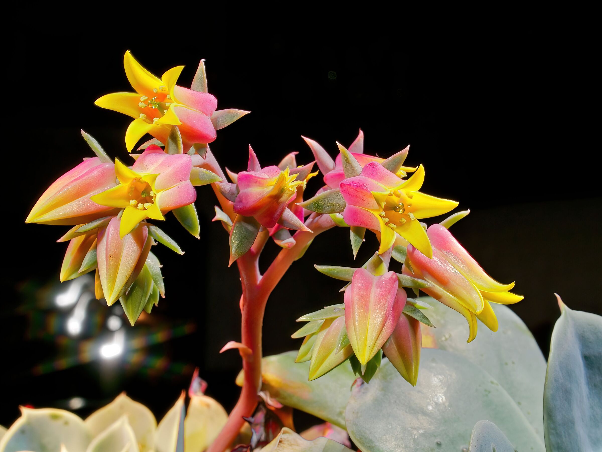 Pianta "Echevaria" Foto in macro 30mm obiettivo zu...