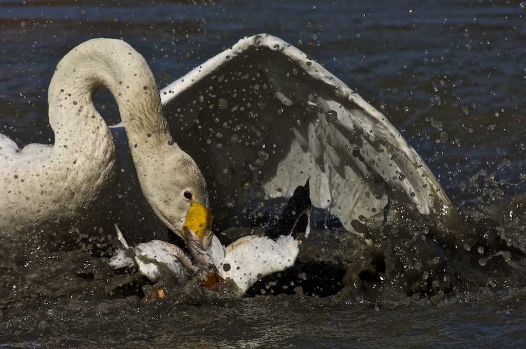 Swan violent