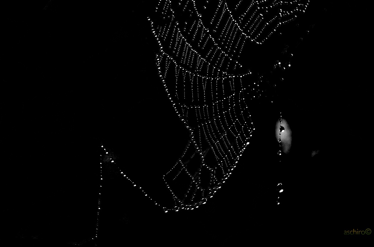 Gocce di brina su una ragnatela