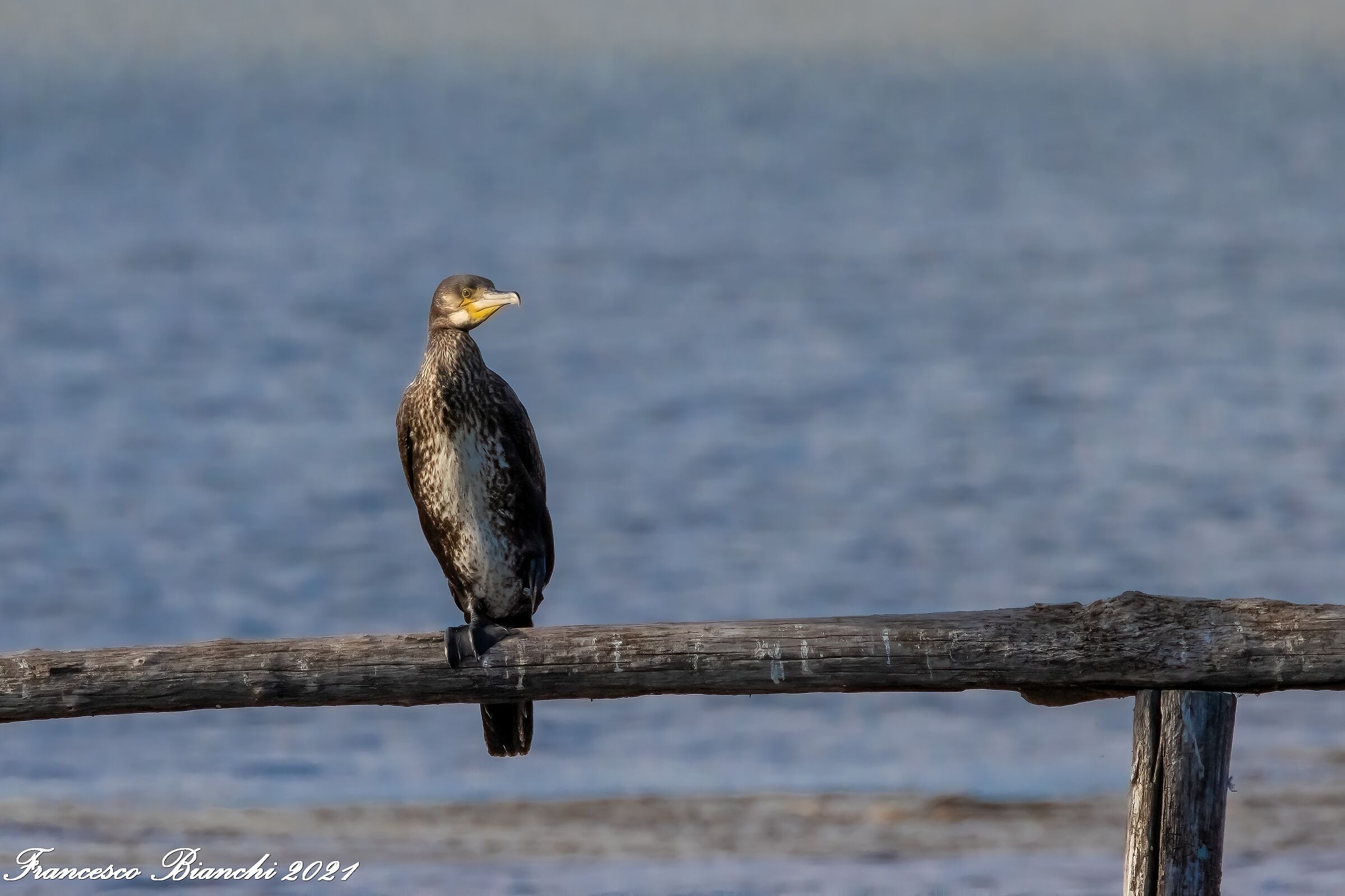Cormorant