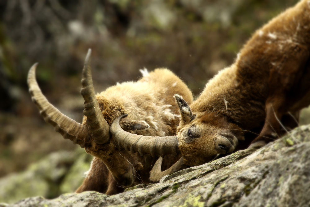 Parco Naturale delle Alpi Marittime
