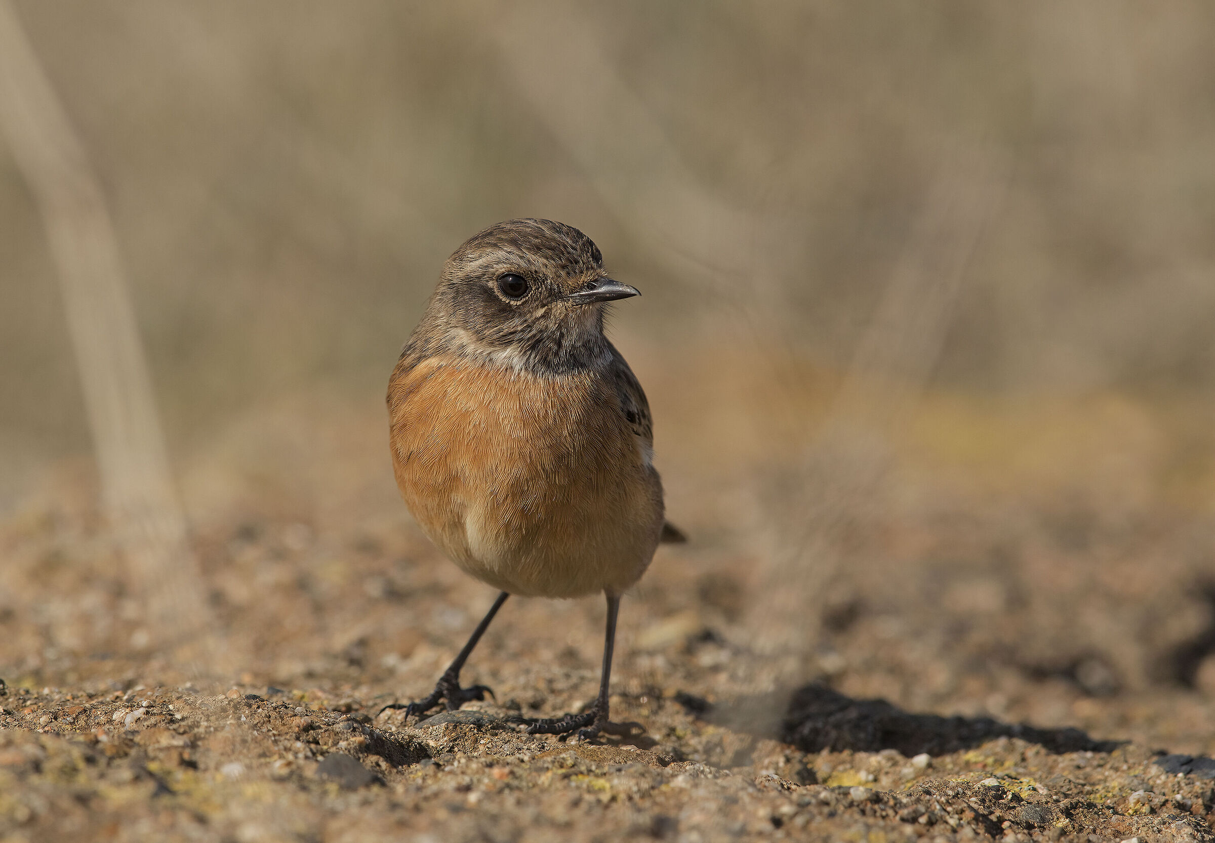 saltimpalo (saxicola torquatus)