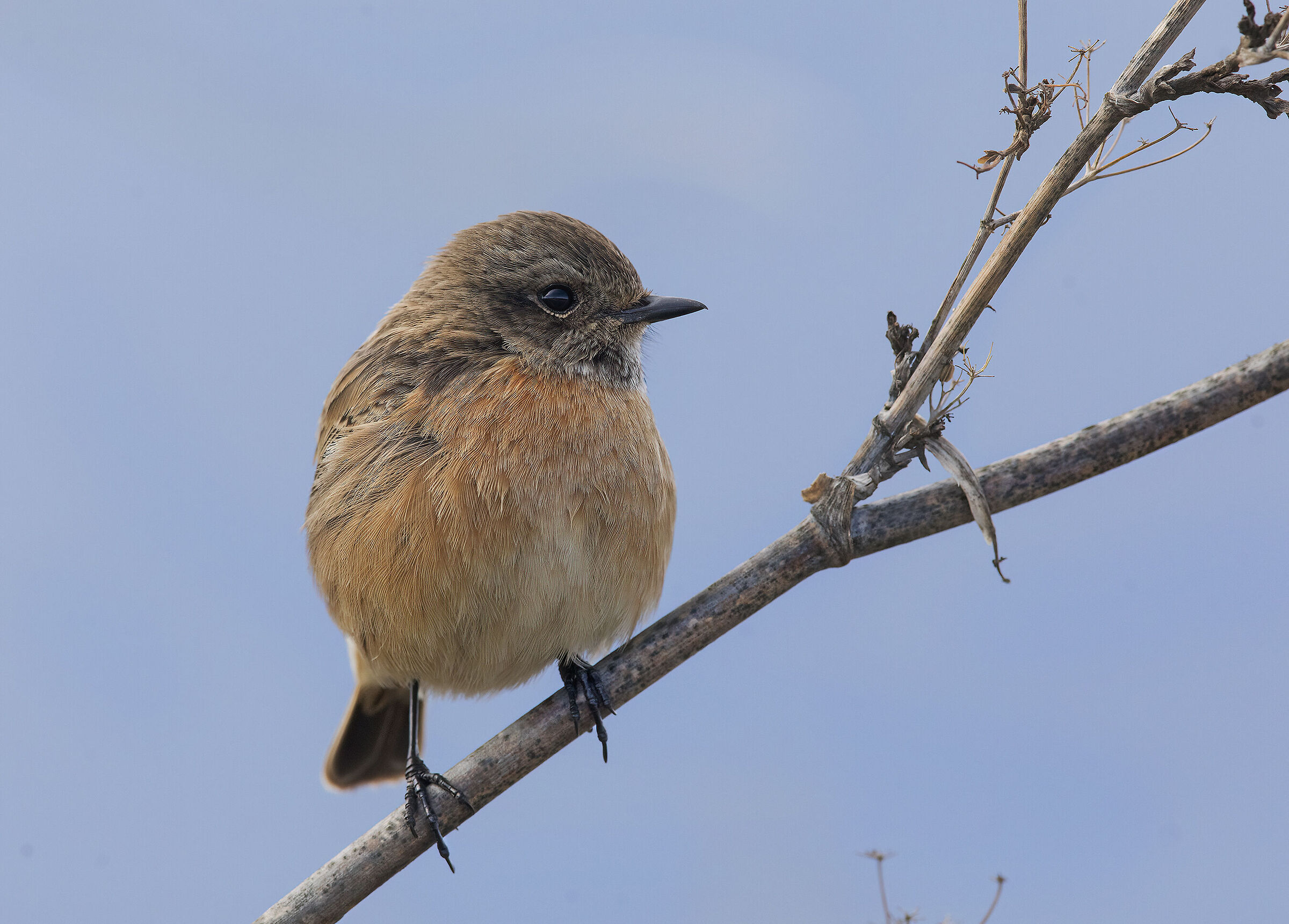 saltimpalo (saxicola torquatus)