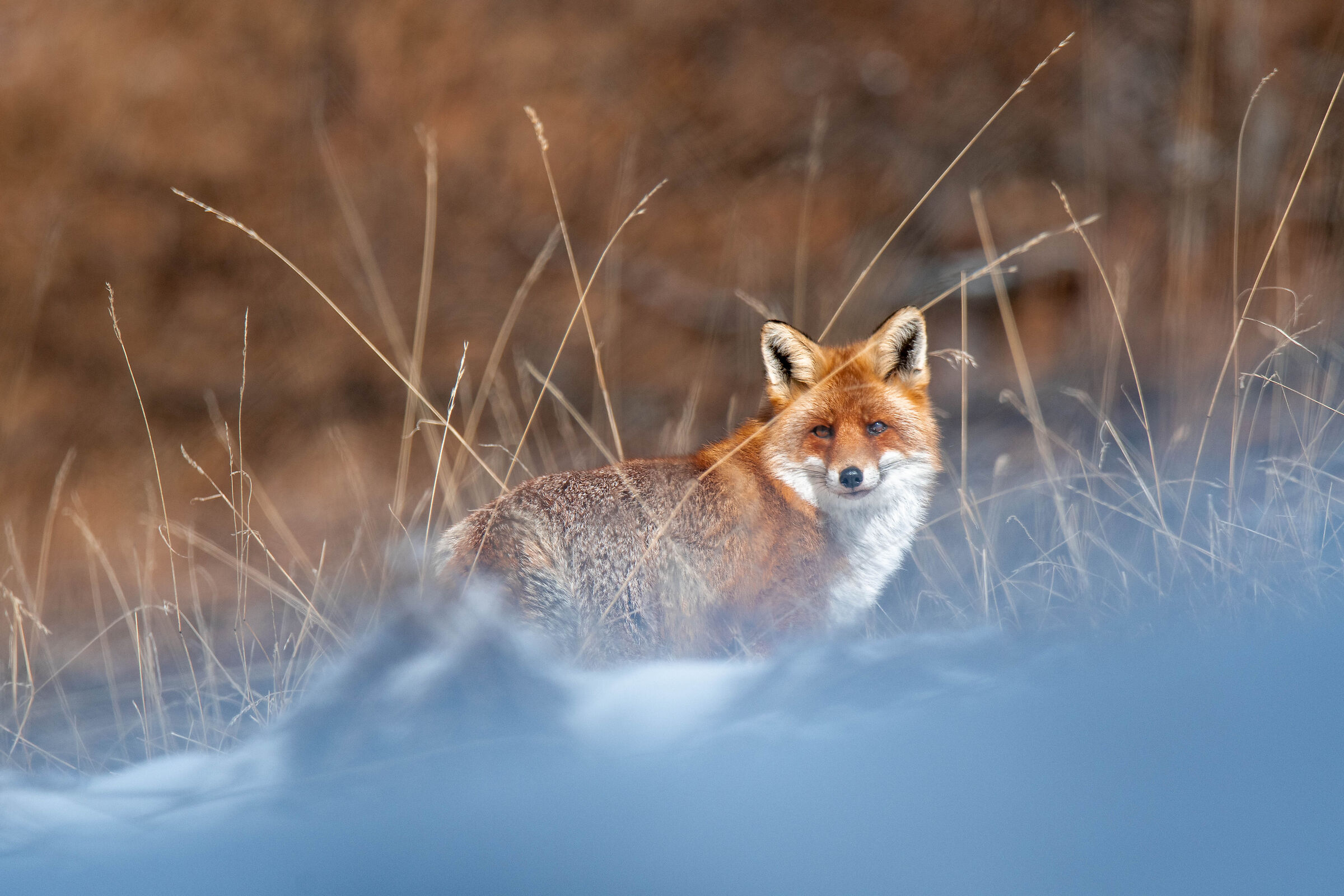 Red Fox 2, Bardonecchia