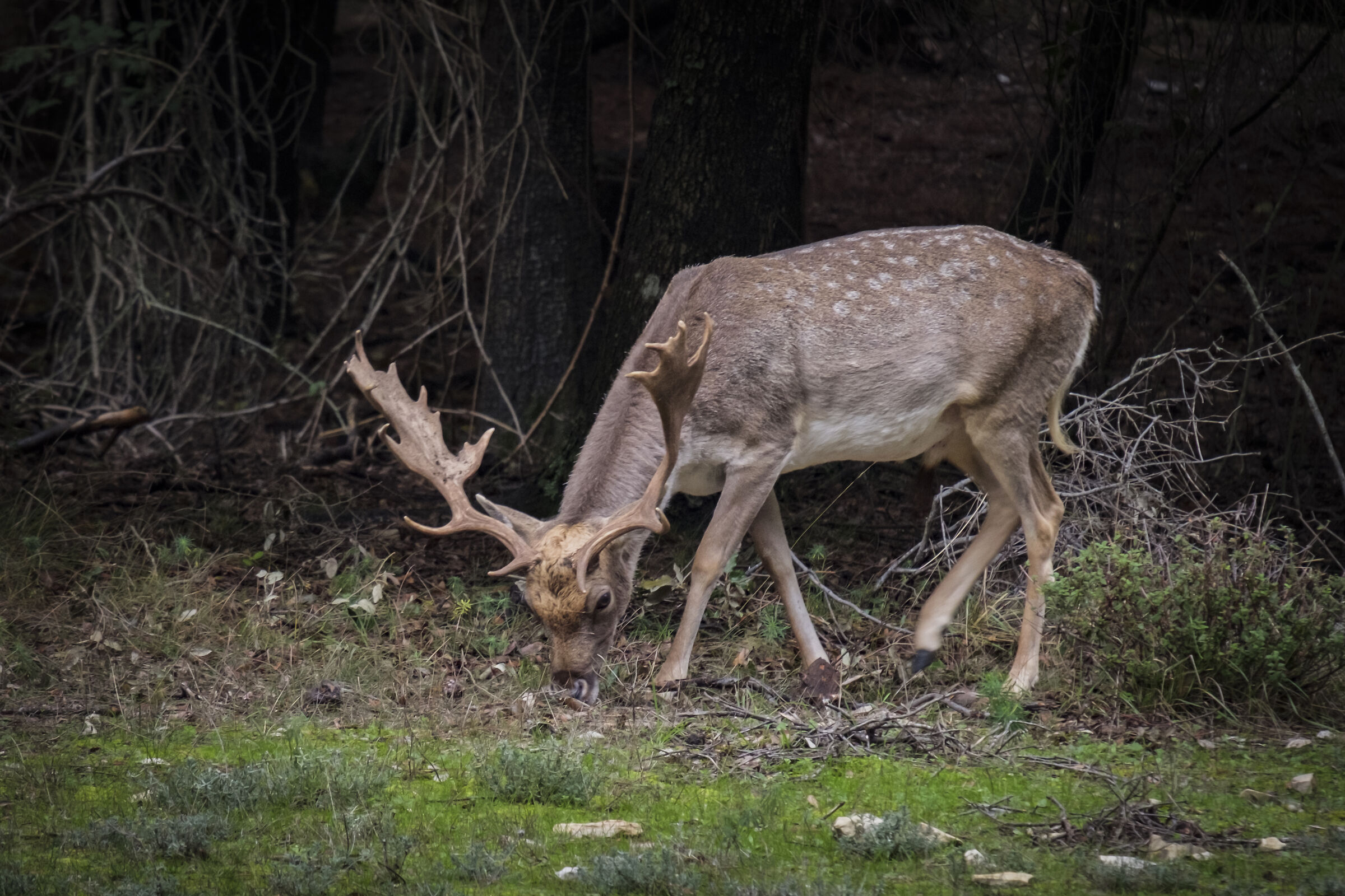 Daino nel Parco di San Rossore