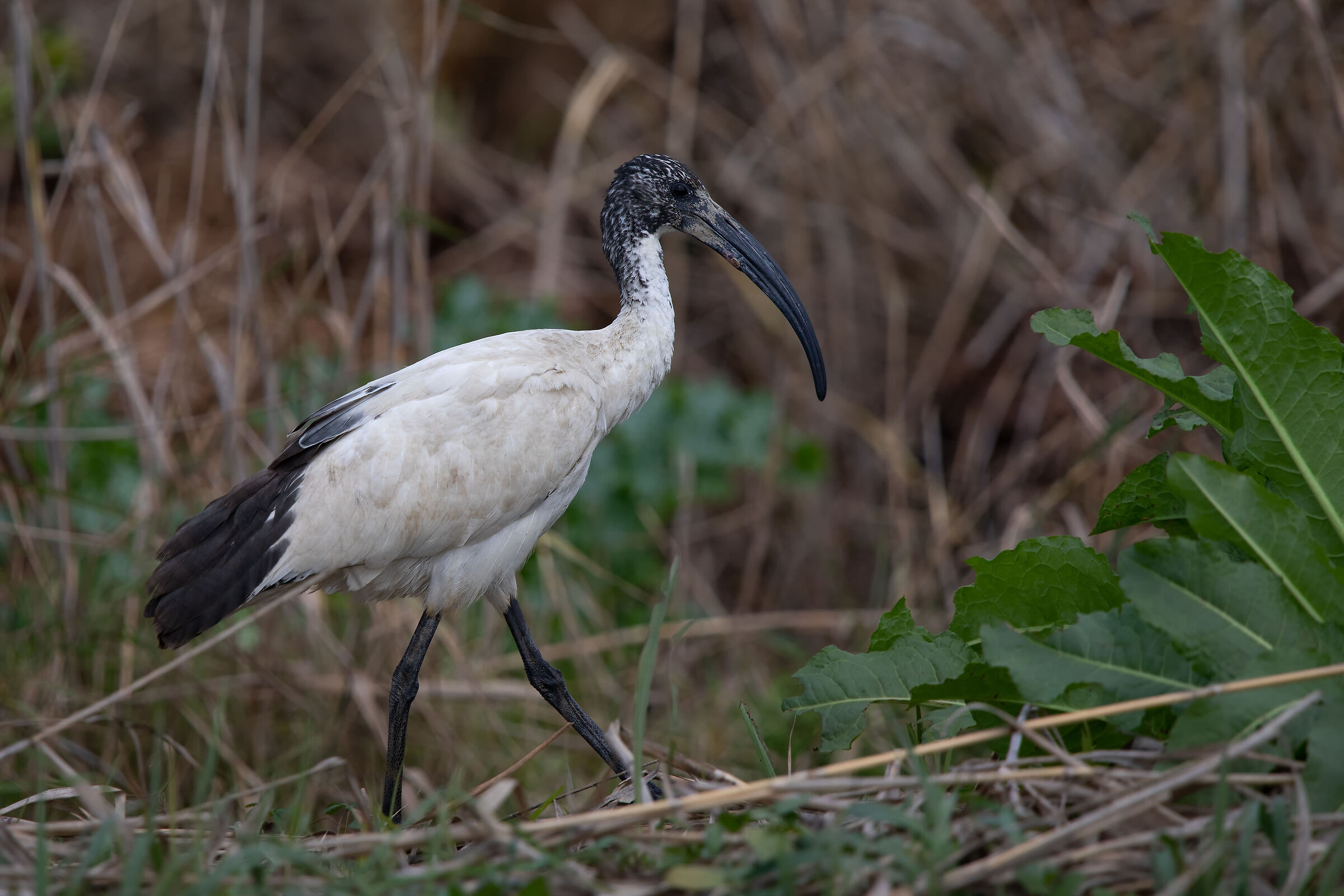 Ibis walking