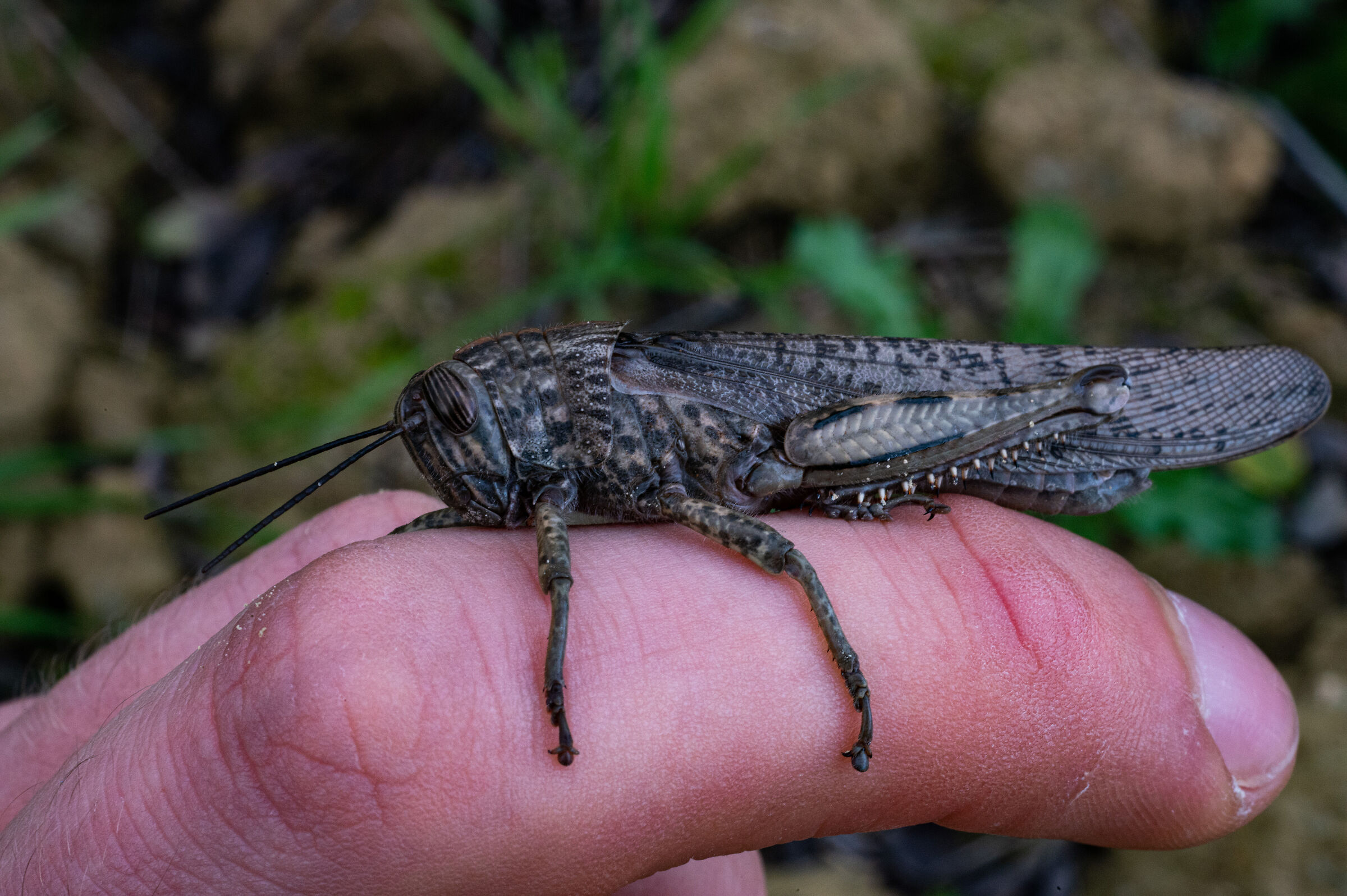 Cavalletta da compagnia