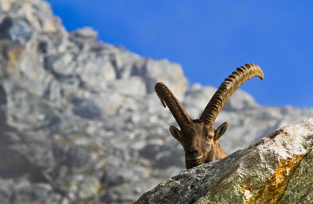 ibex
