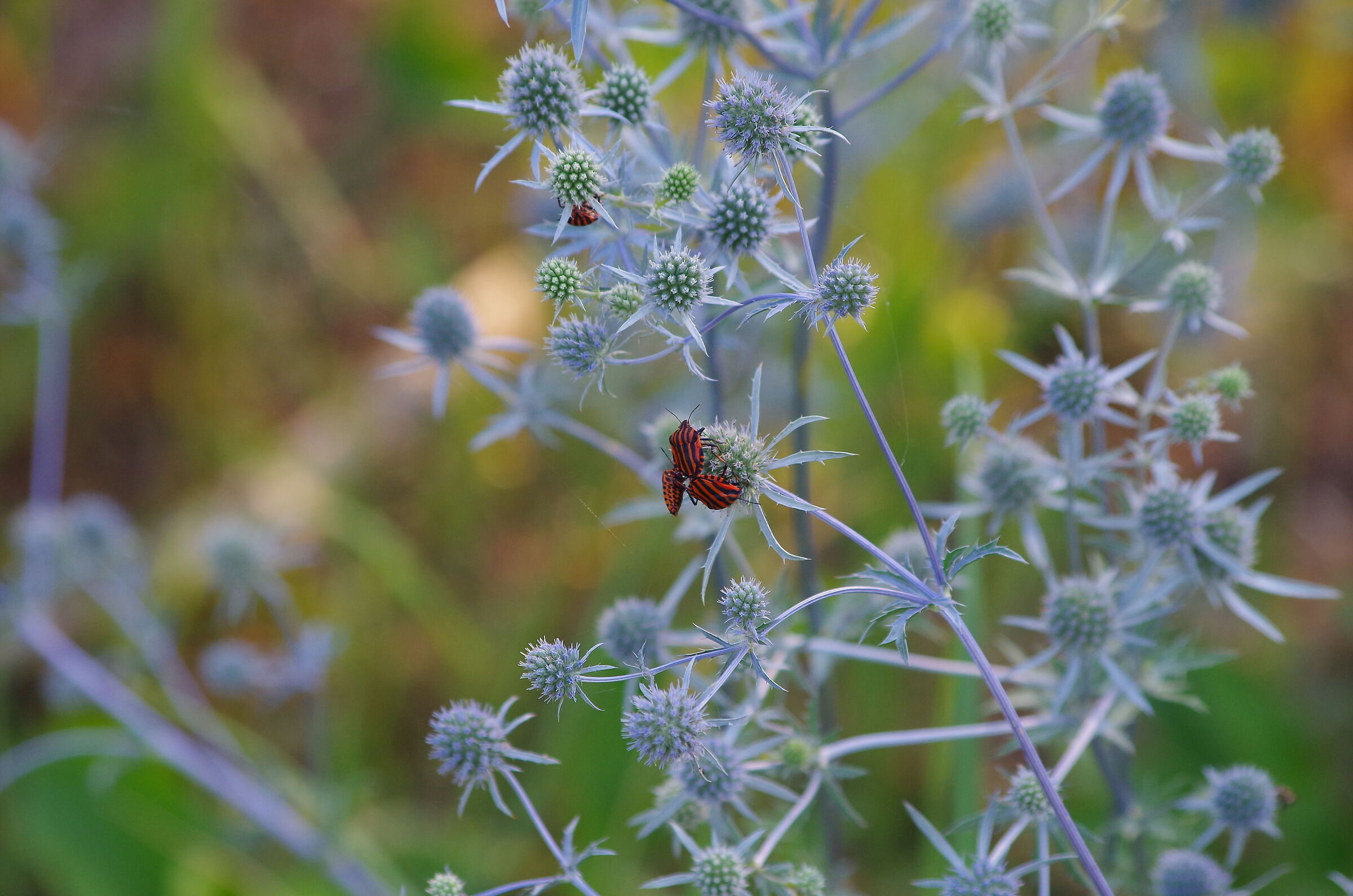 Graphosoma lineatum