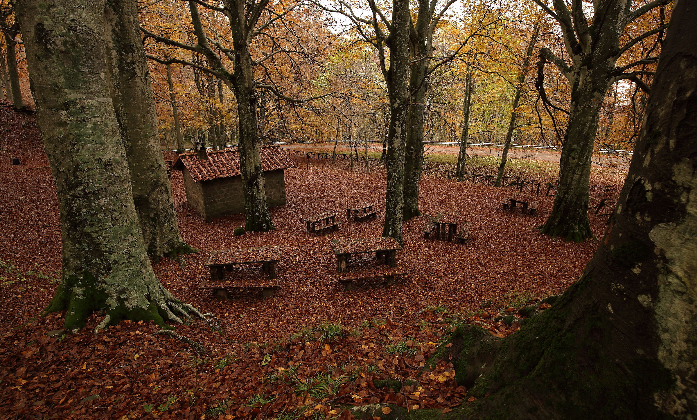 When autumn dresses up in leaves