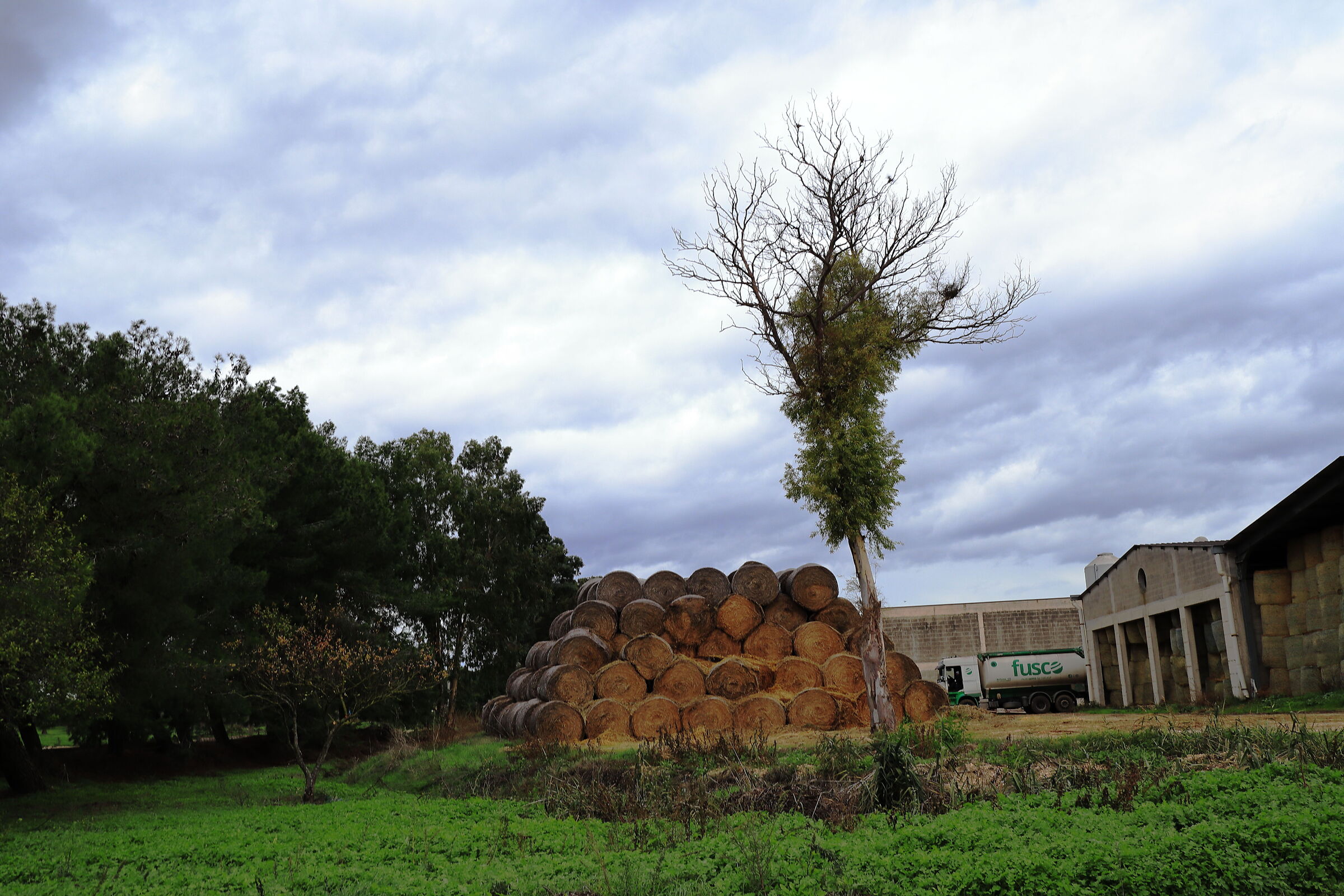 balloni