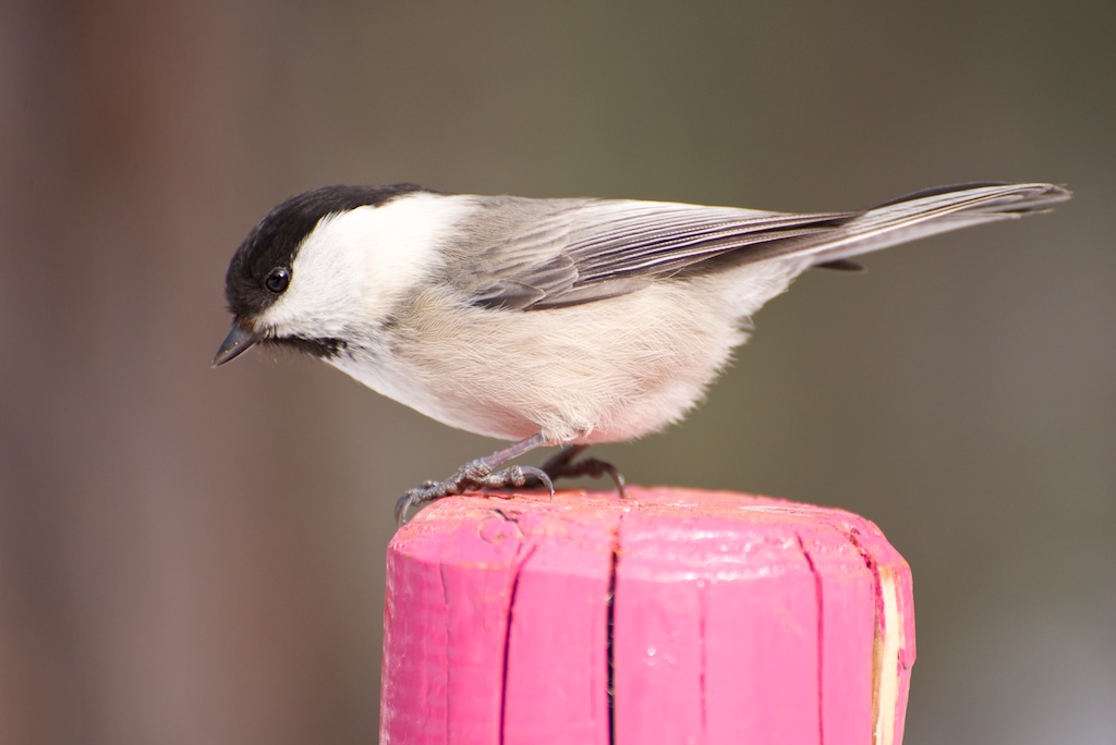 Alpine Marsh Tit (maybe. ..)