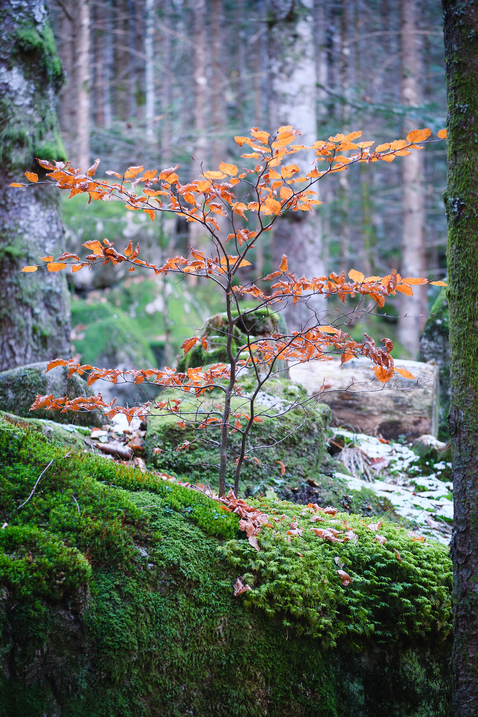 Forest of the Baths of Masino