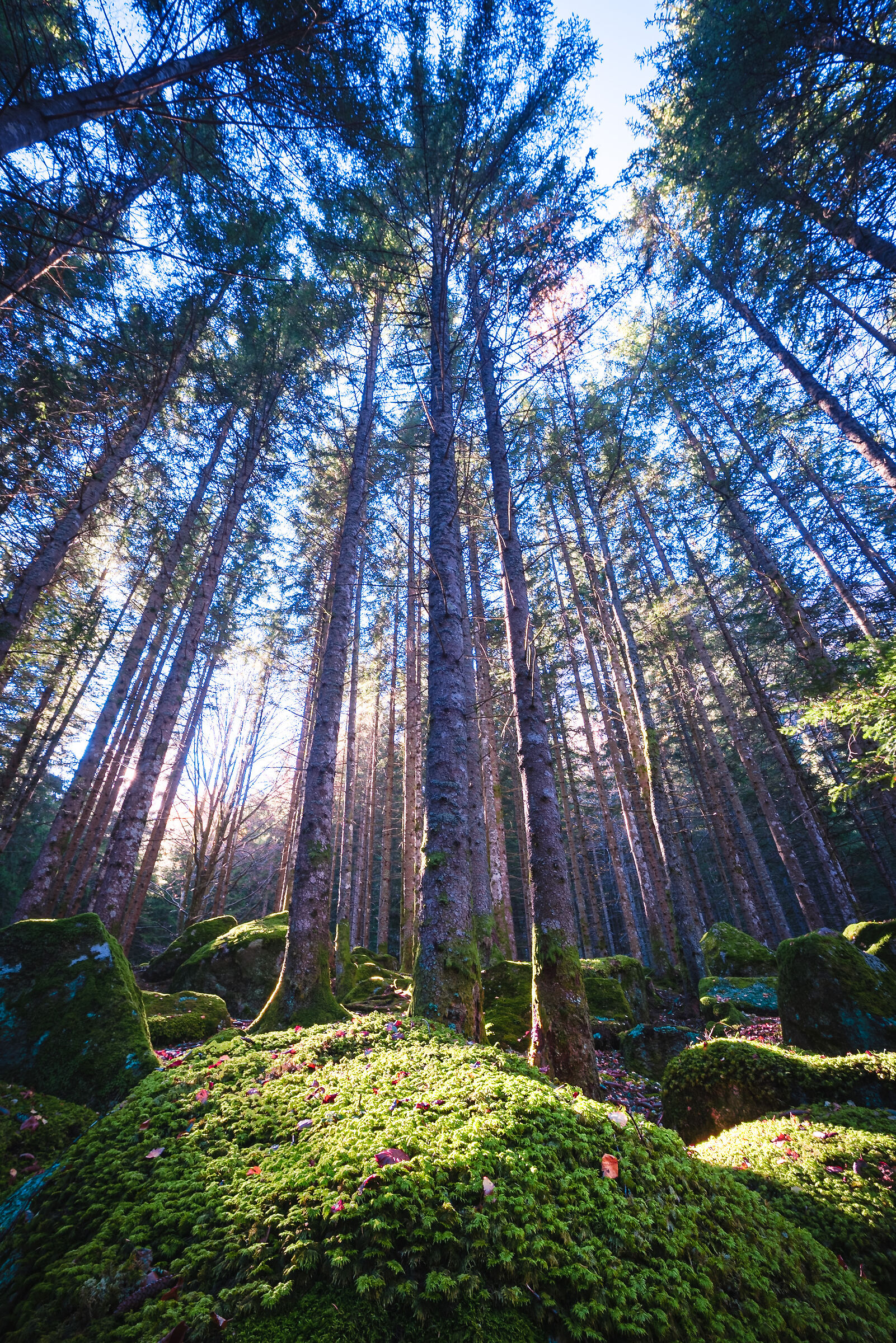 Forest of the Baths of Masino