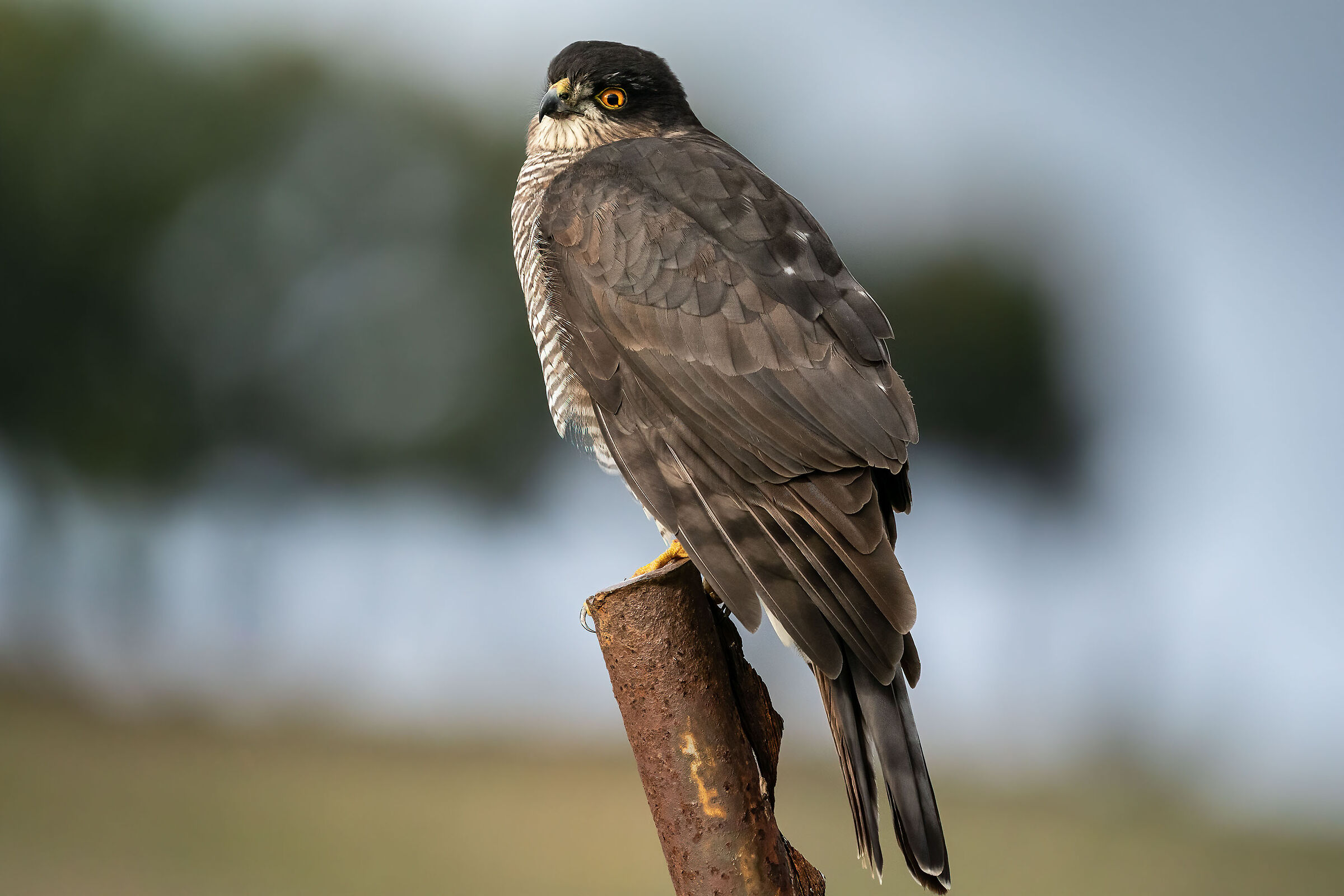 Accipiter nisus wolterstorffi