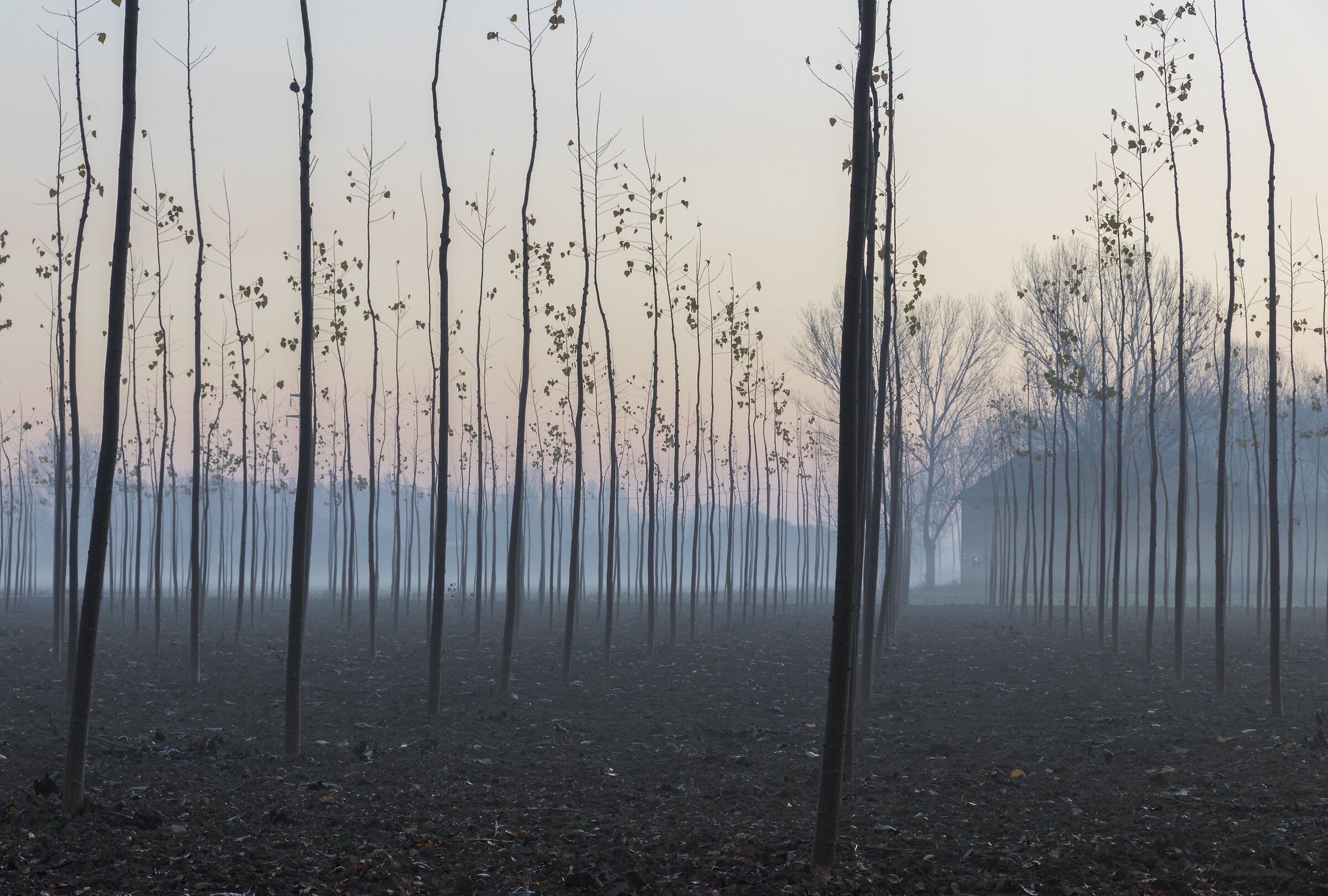 Times of lean poplars