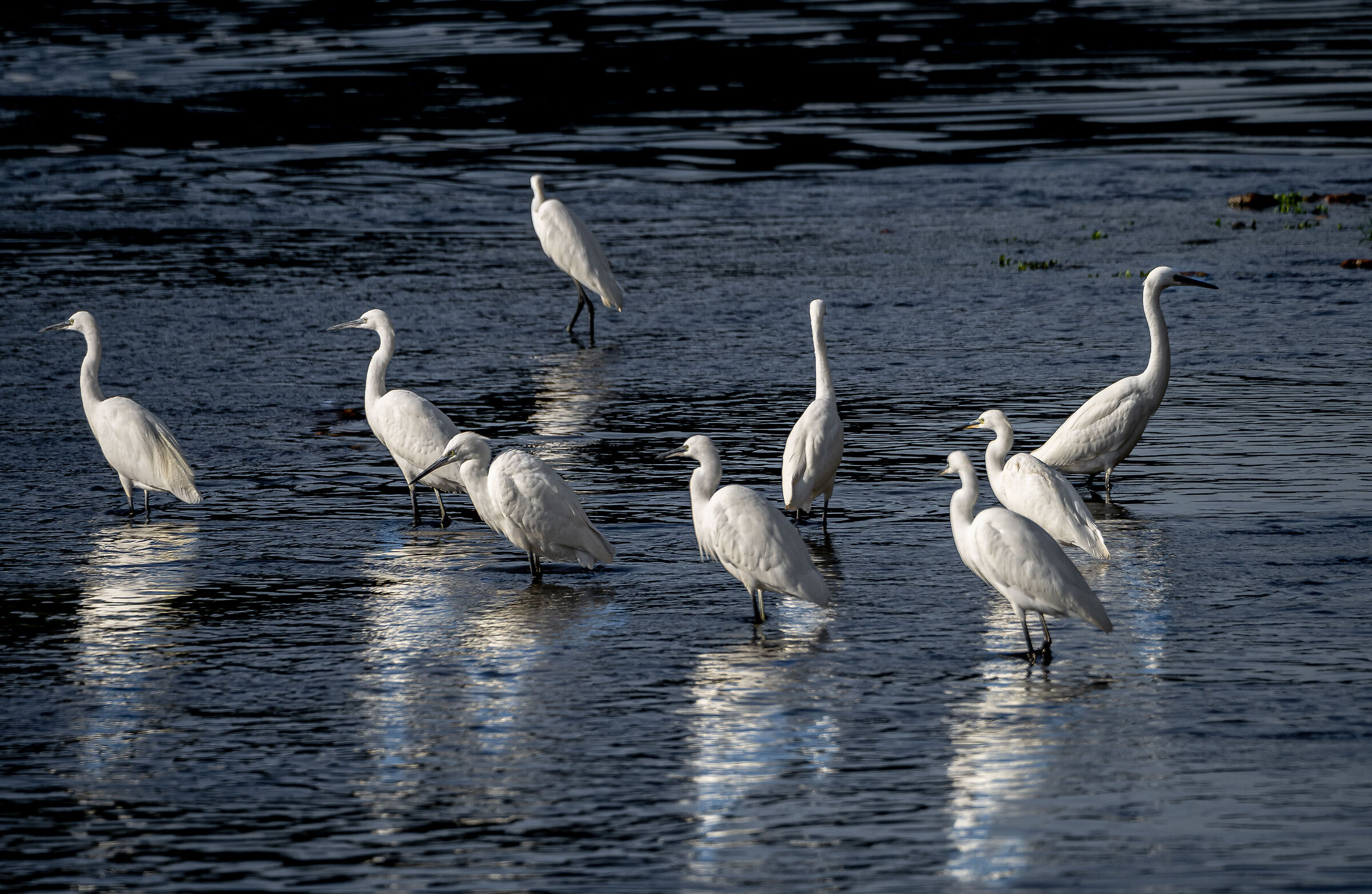 The plantation of "Egrets".....