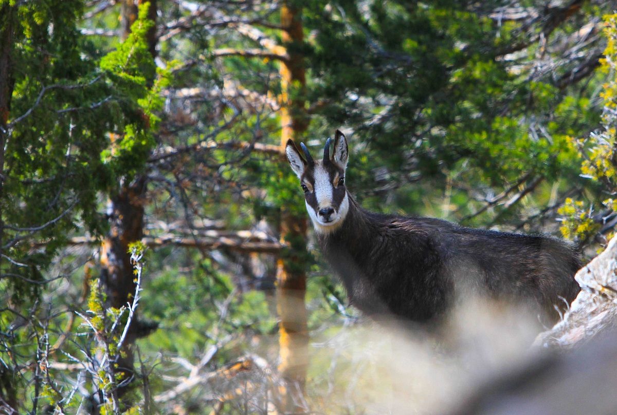 chamois