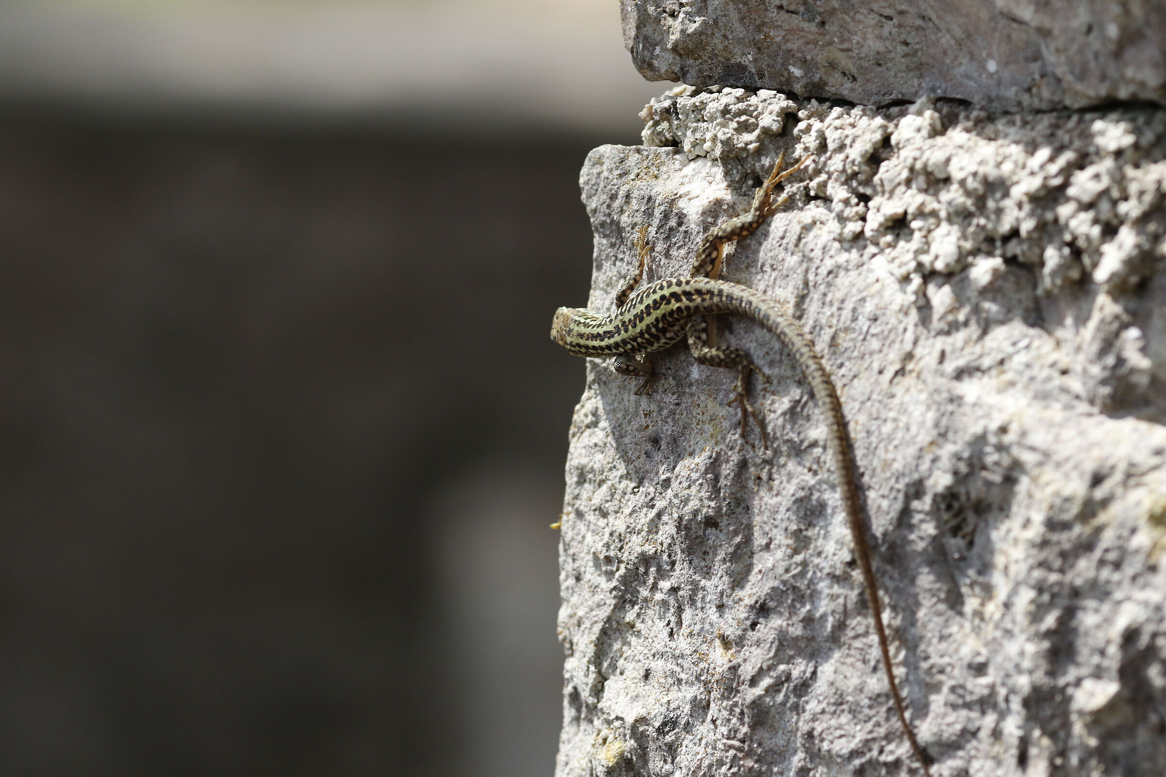 Canon 7d II / 135 F.2 L