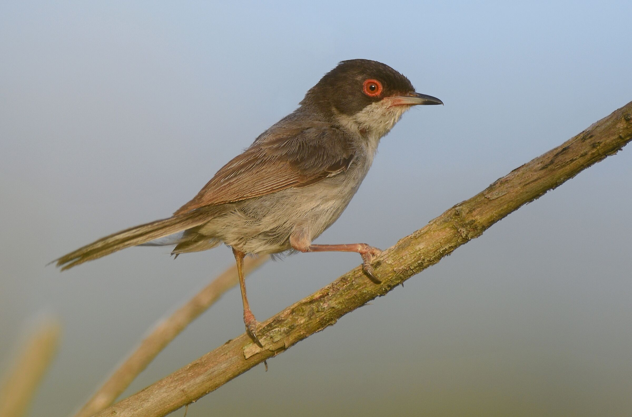 Occhiocotto (Sylvia melanocephala)