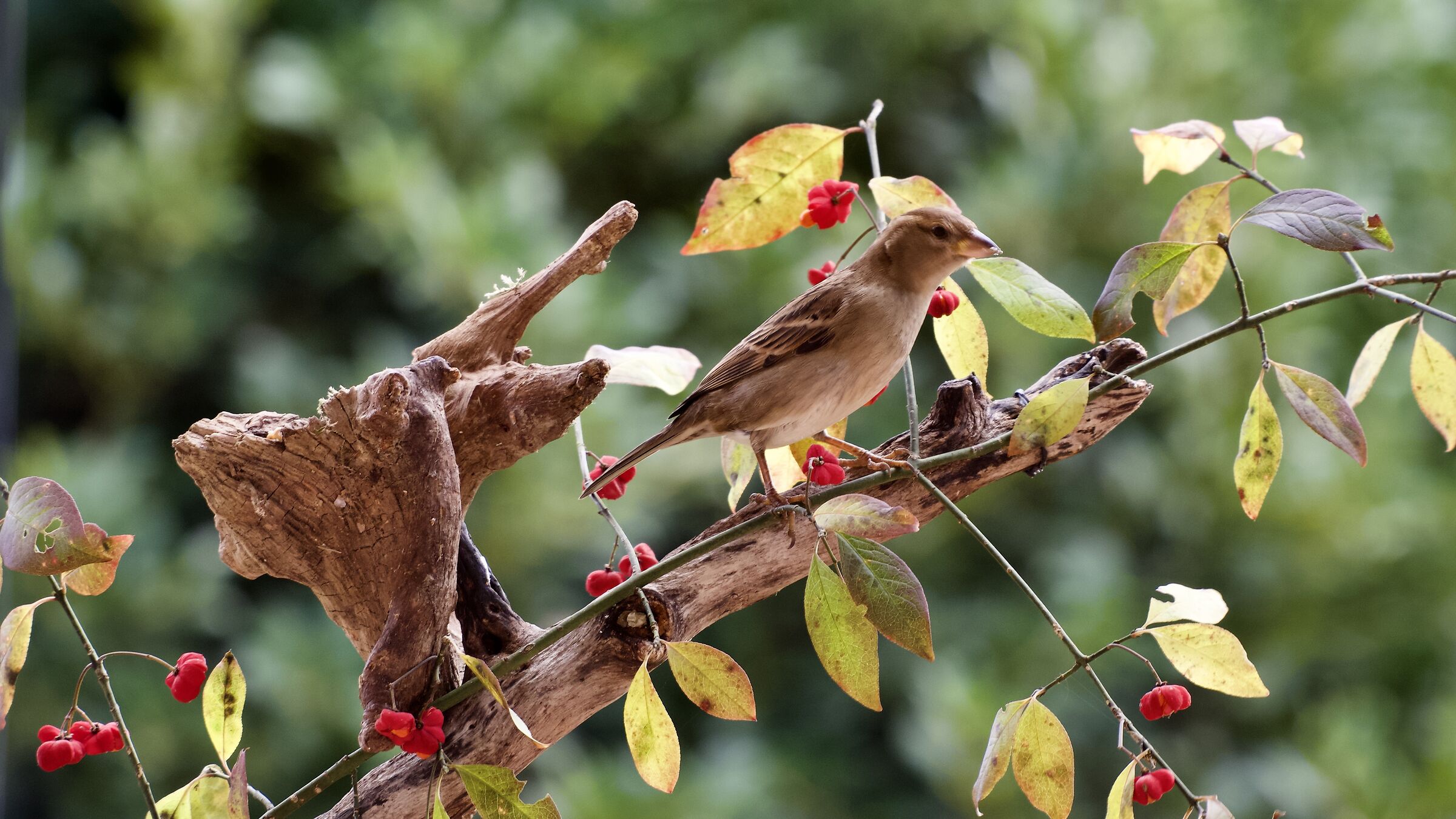 Sparrow