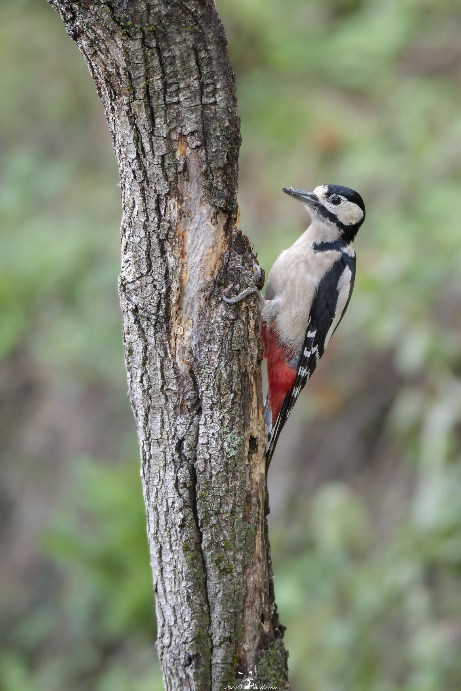 Picchio rosso maggiore
